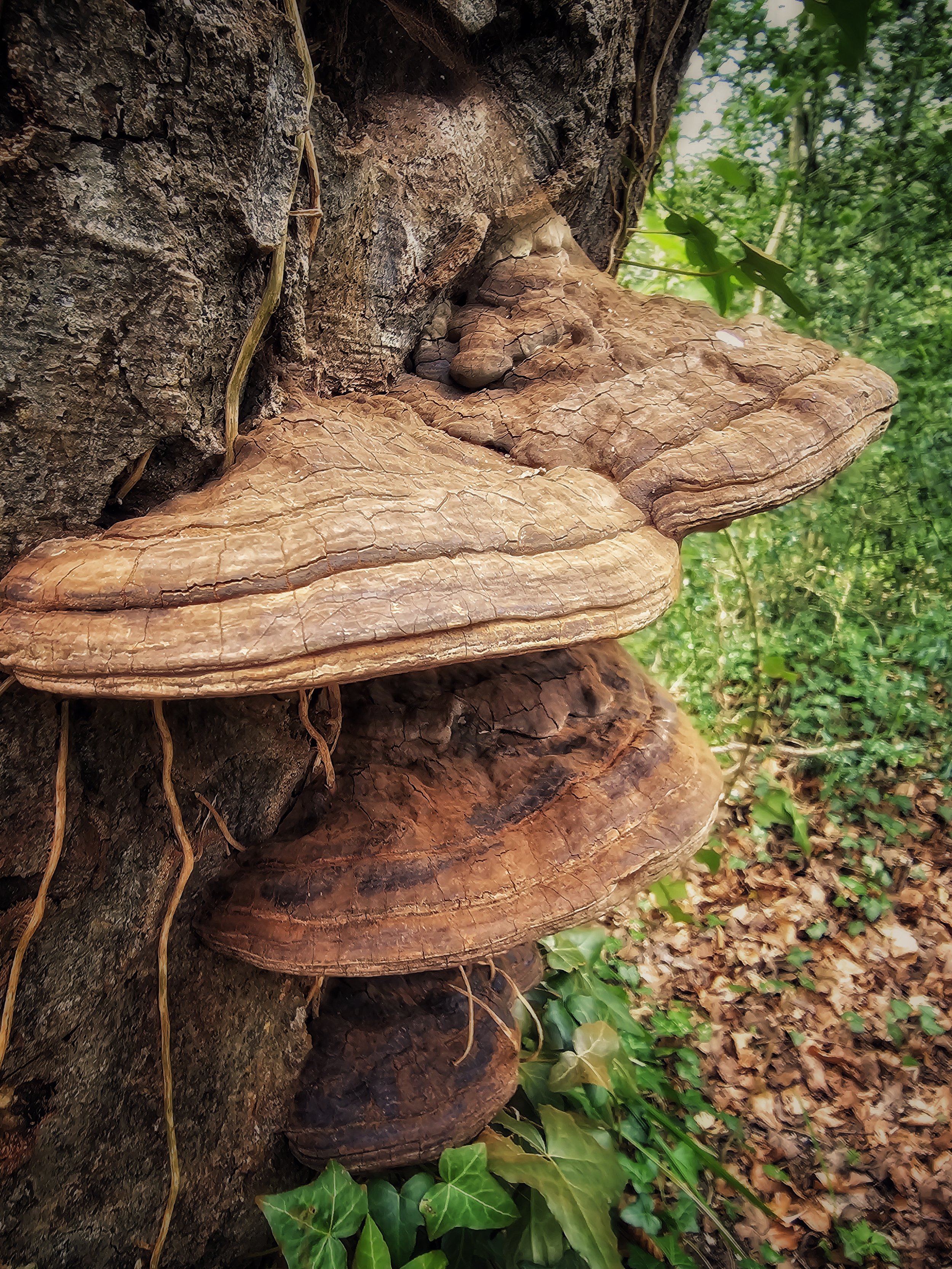 (Bracket) Fungi