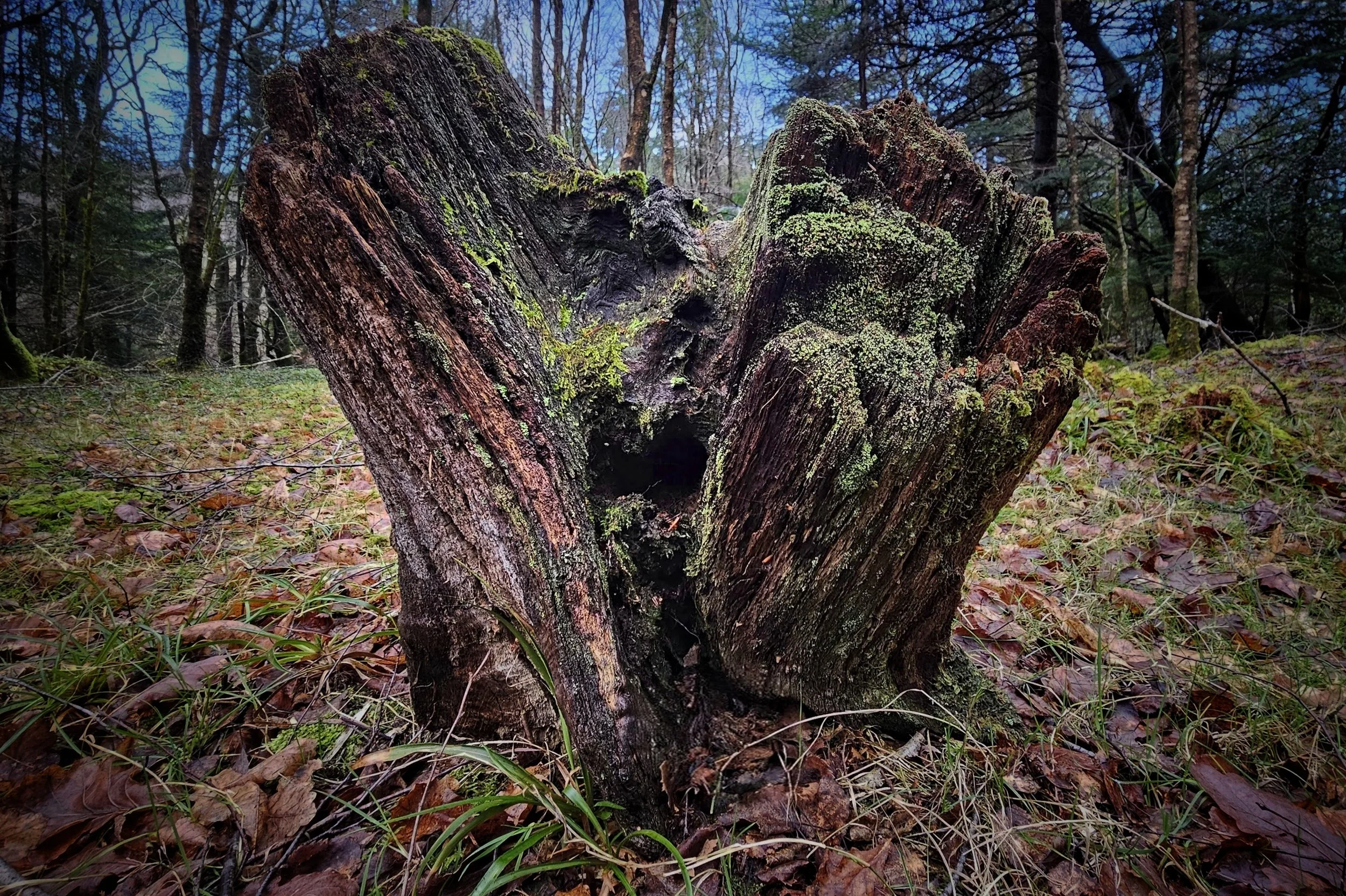 20250128_160252~2 (1).jpg