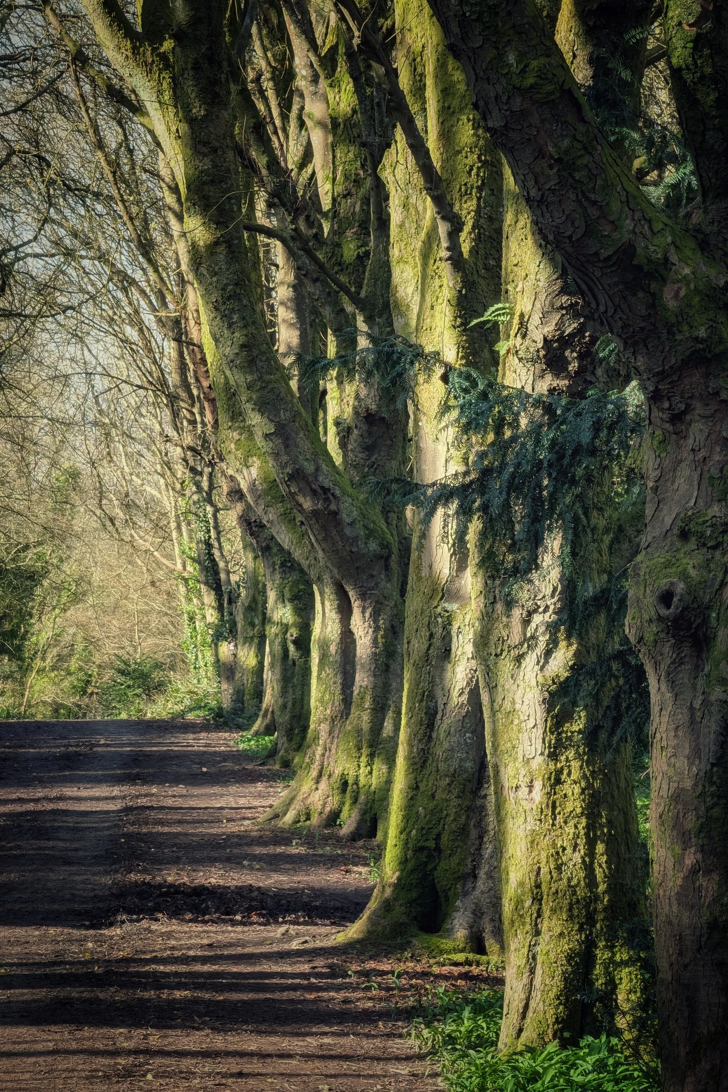 Emerald Shadows, Golden Light