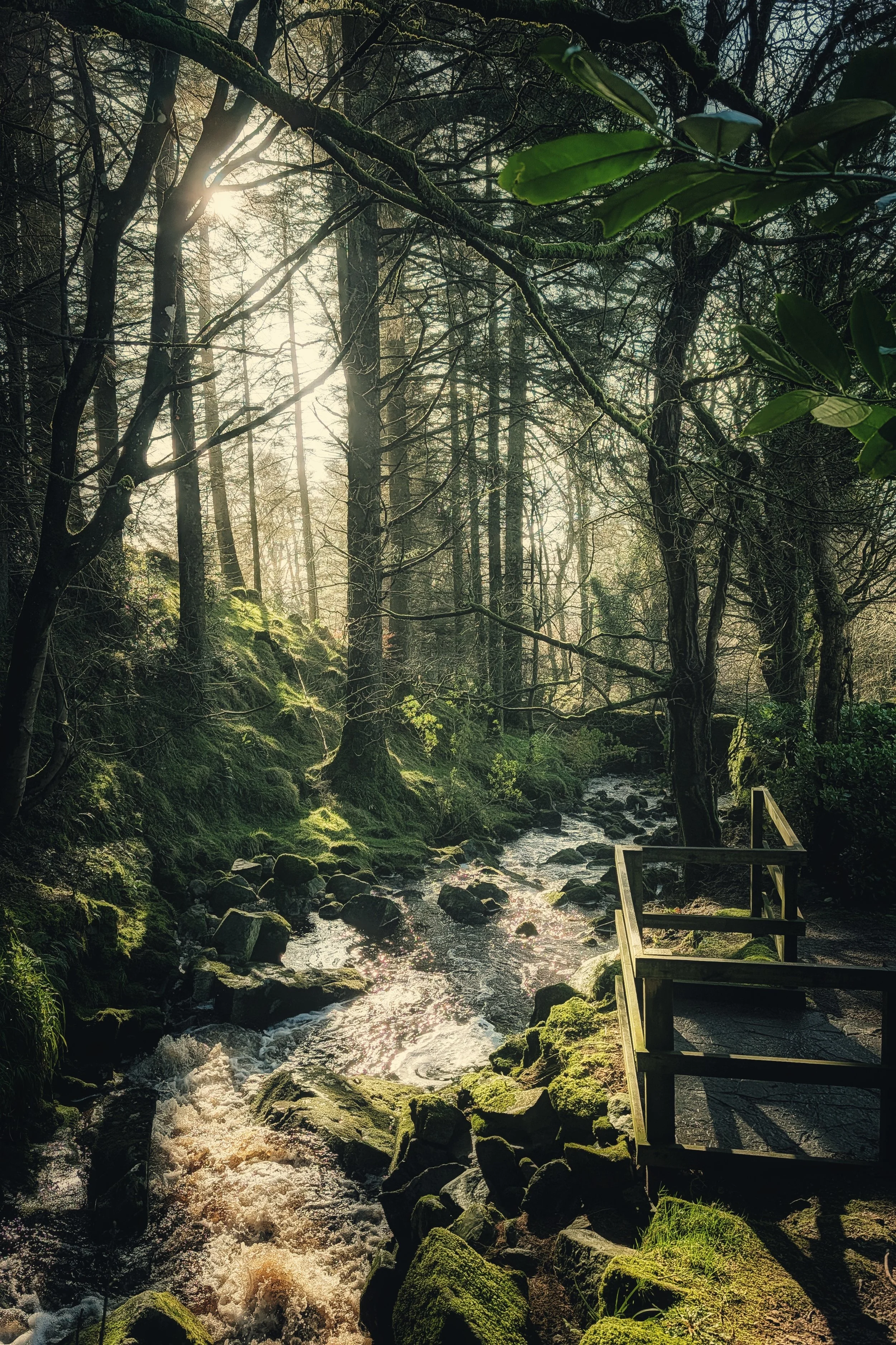 Sunlit Stream by Glencree Cemetery