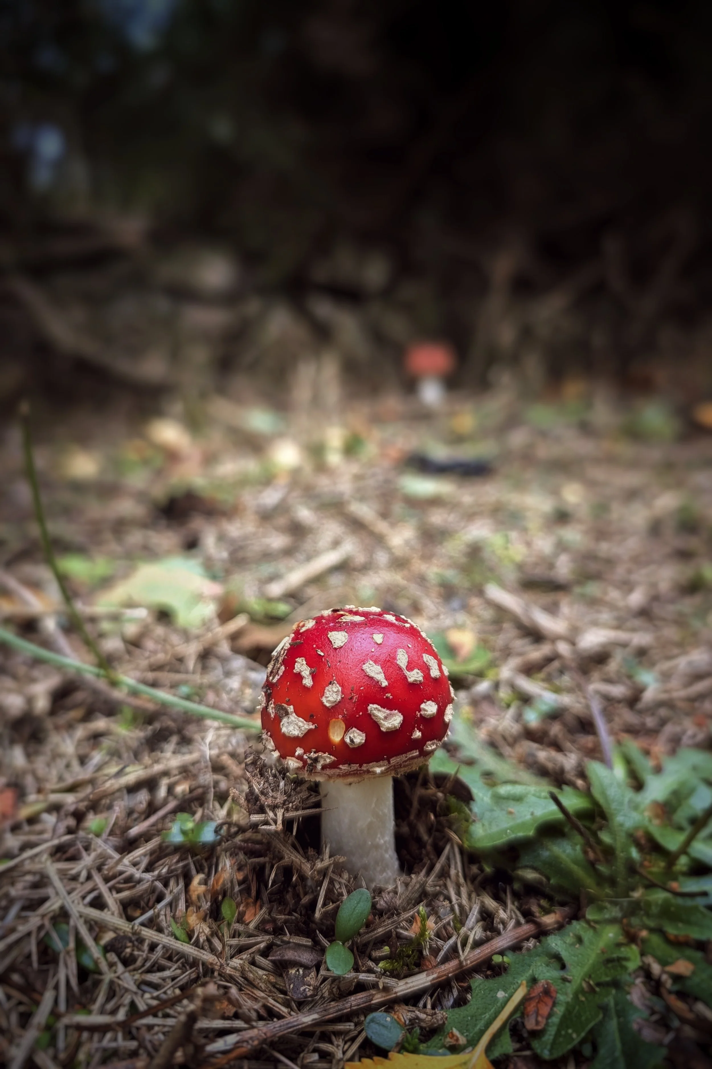 Fly Agaric