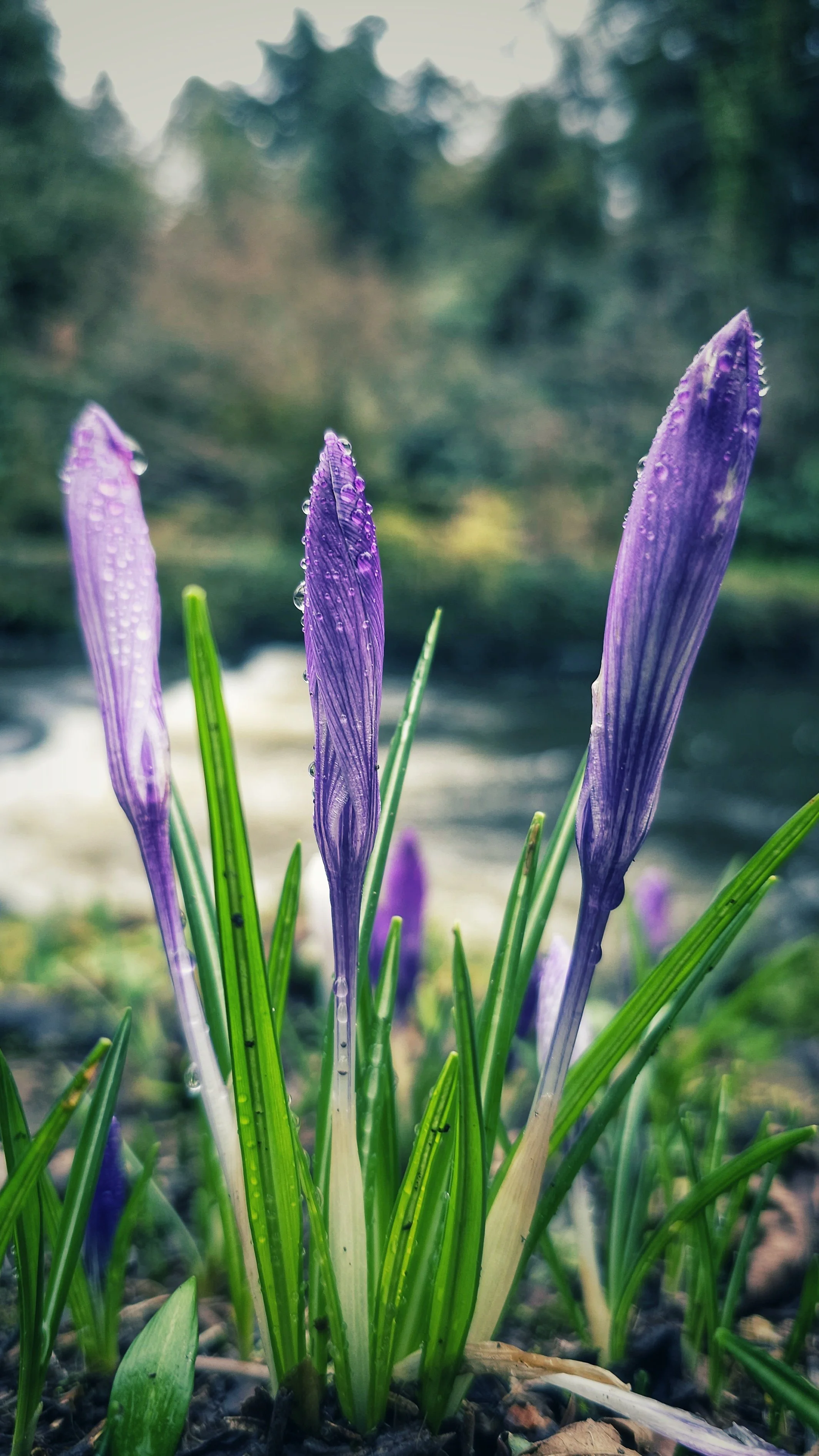1 Year Ago: Dewed-Up Crocuses