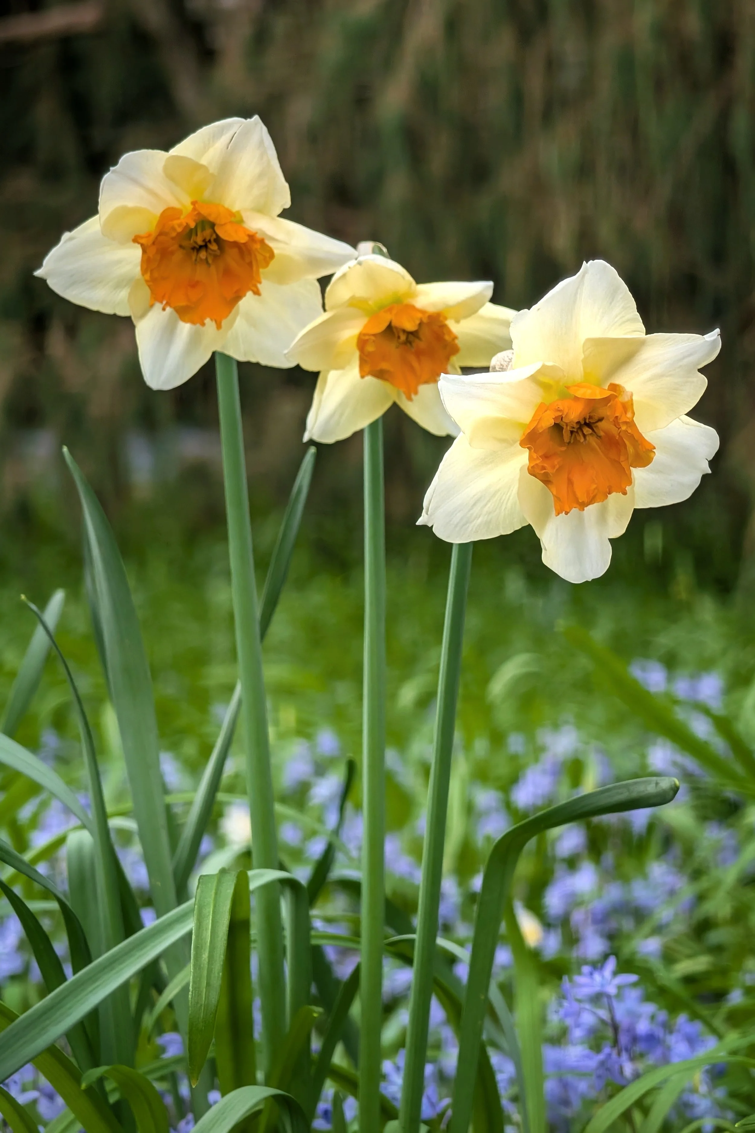 Signs Of An Irish Spring