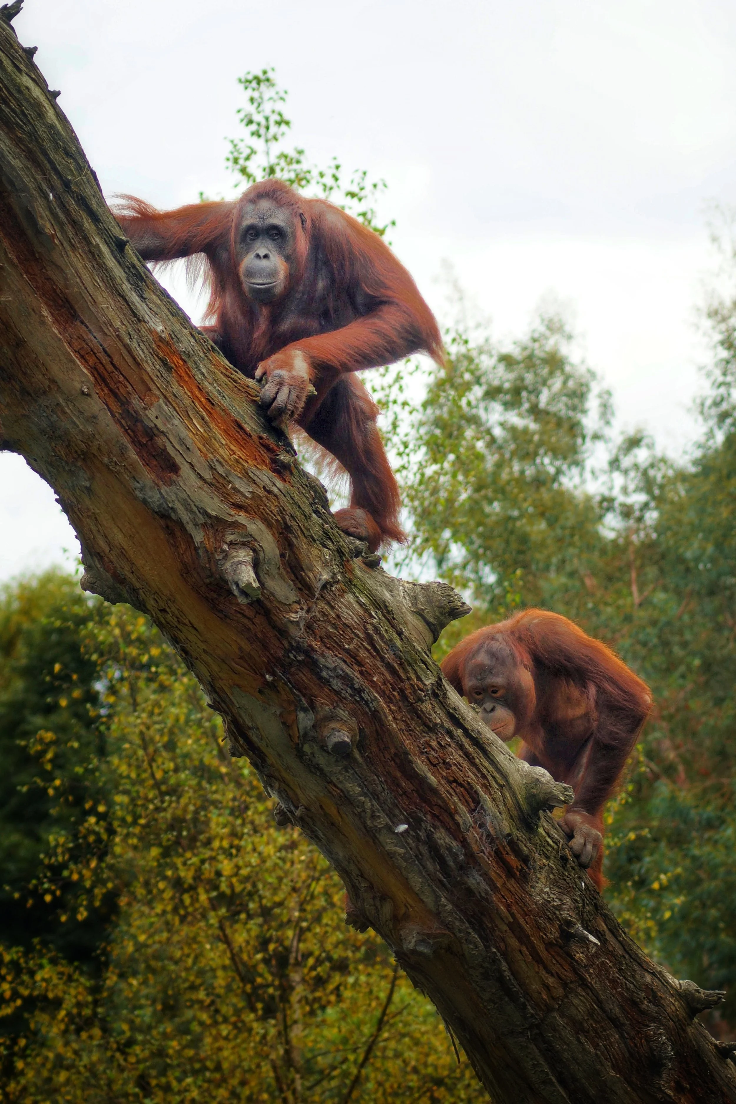 Dublin Zoo (23)~2.JPG