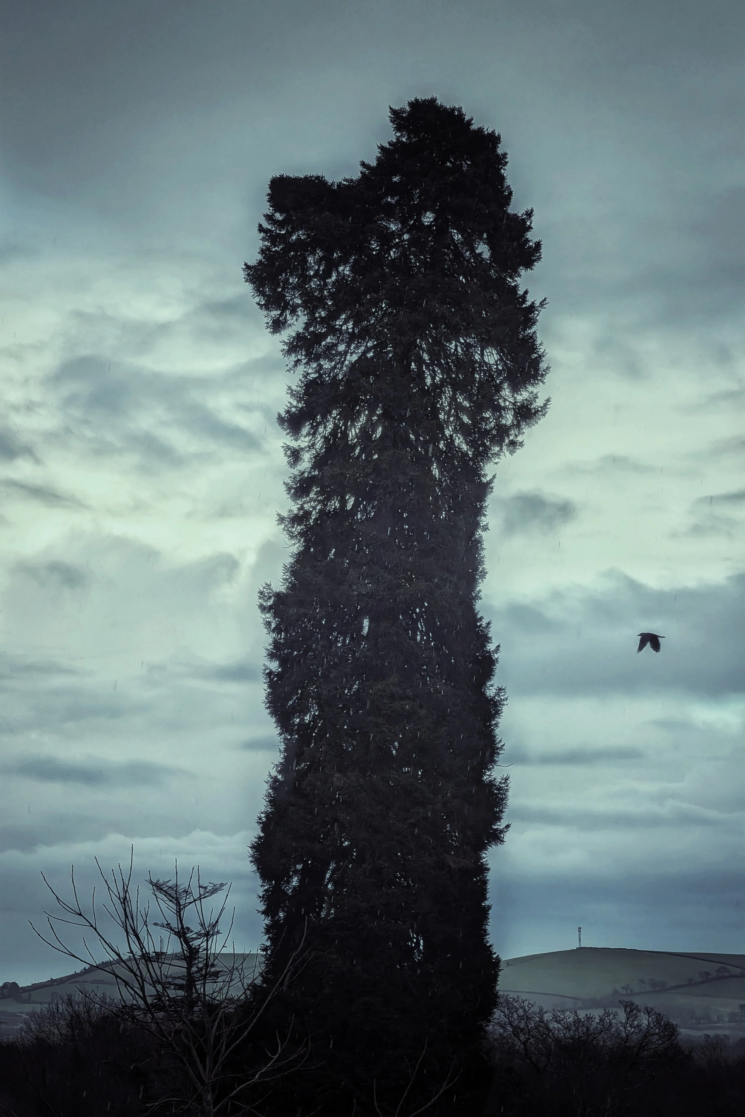 The Crow and the Conifer