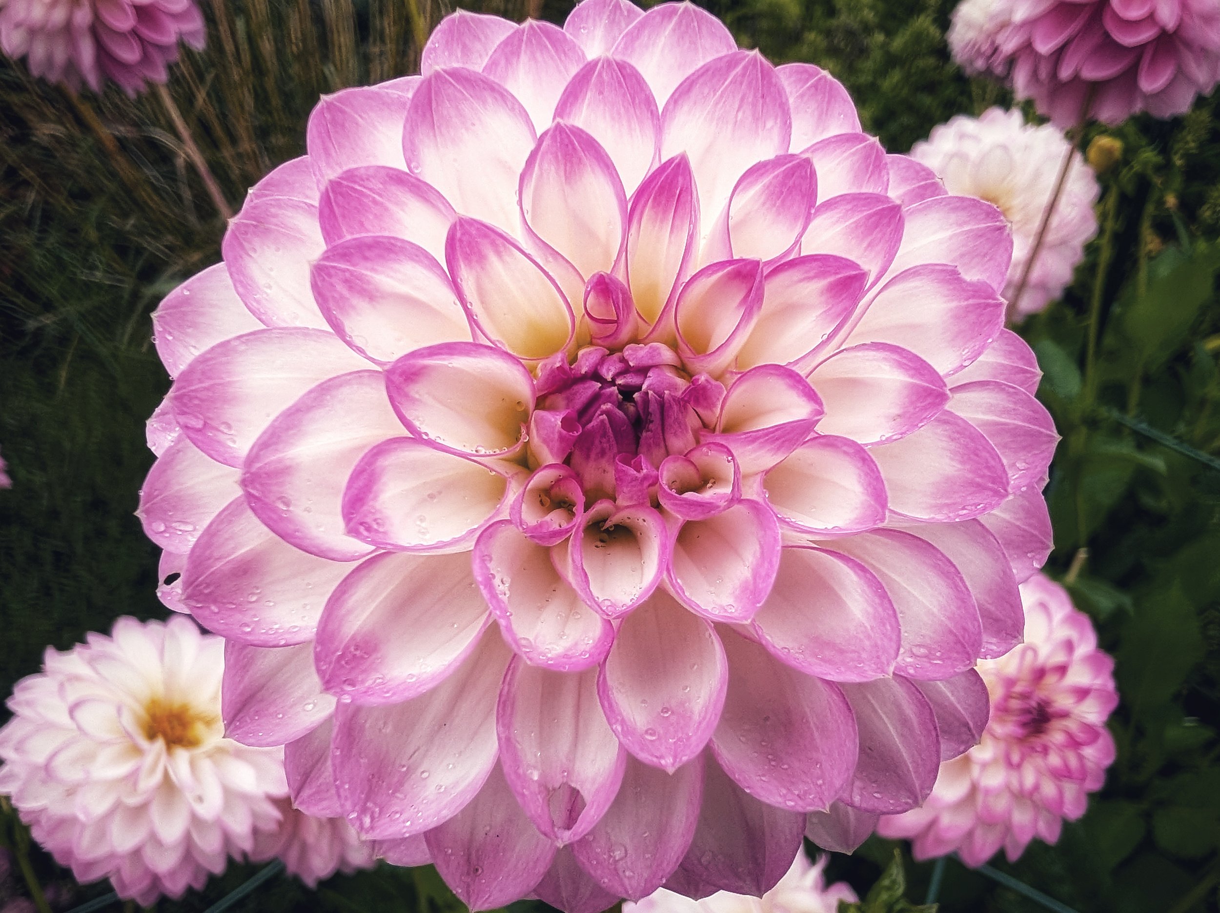 PXL_20250901_110727768 (1).jpg