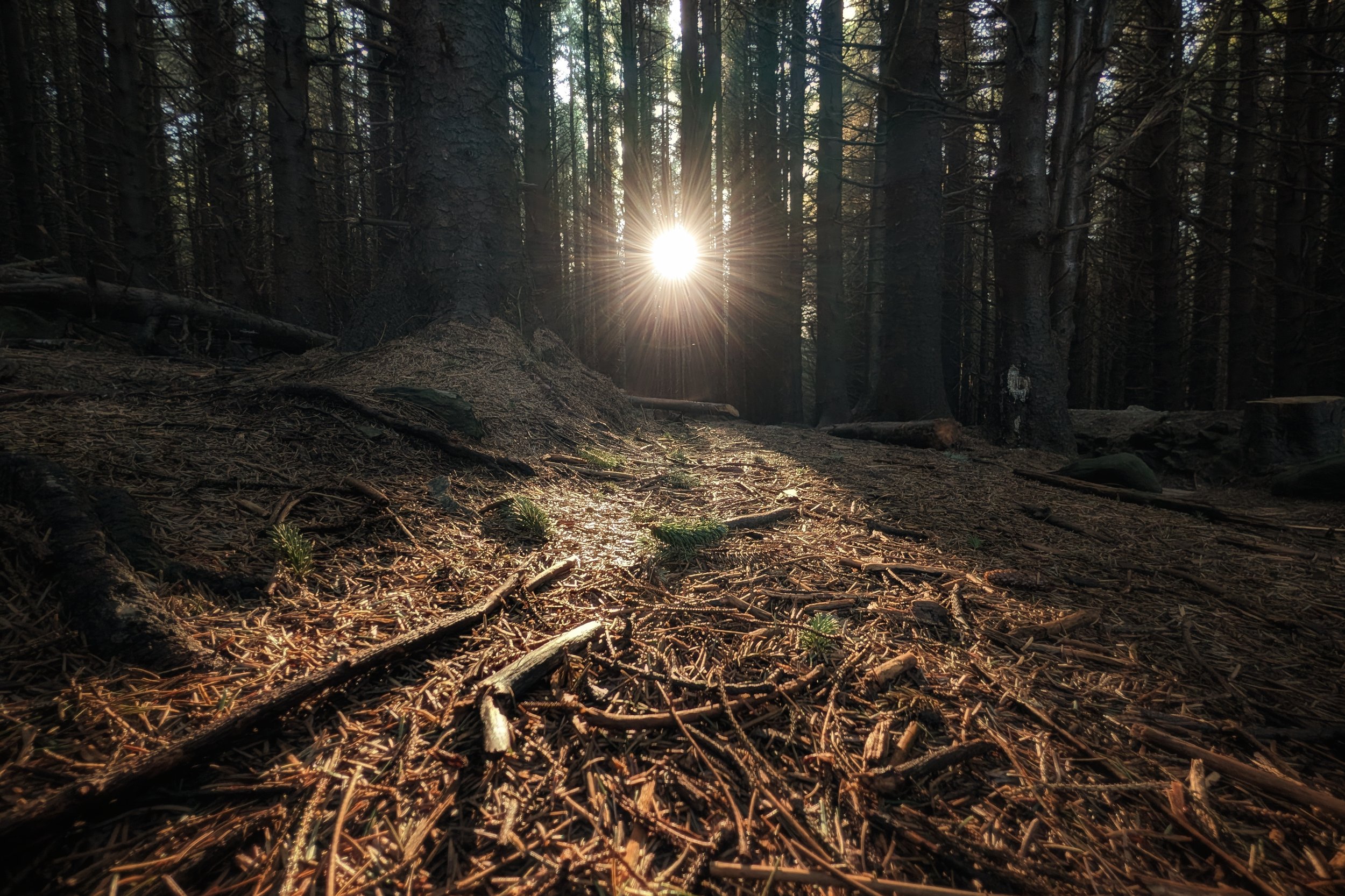 Magic on the Forest Floor