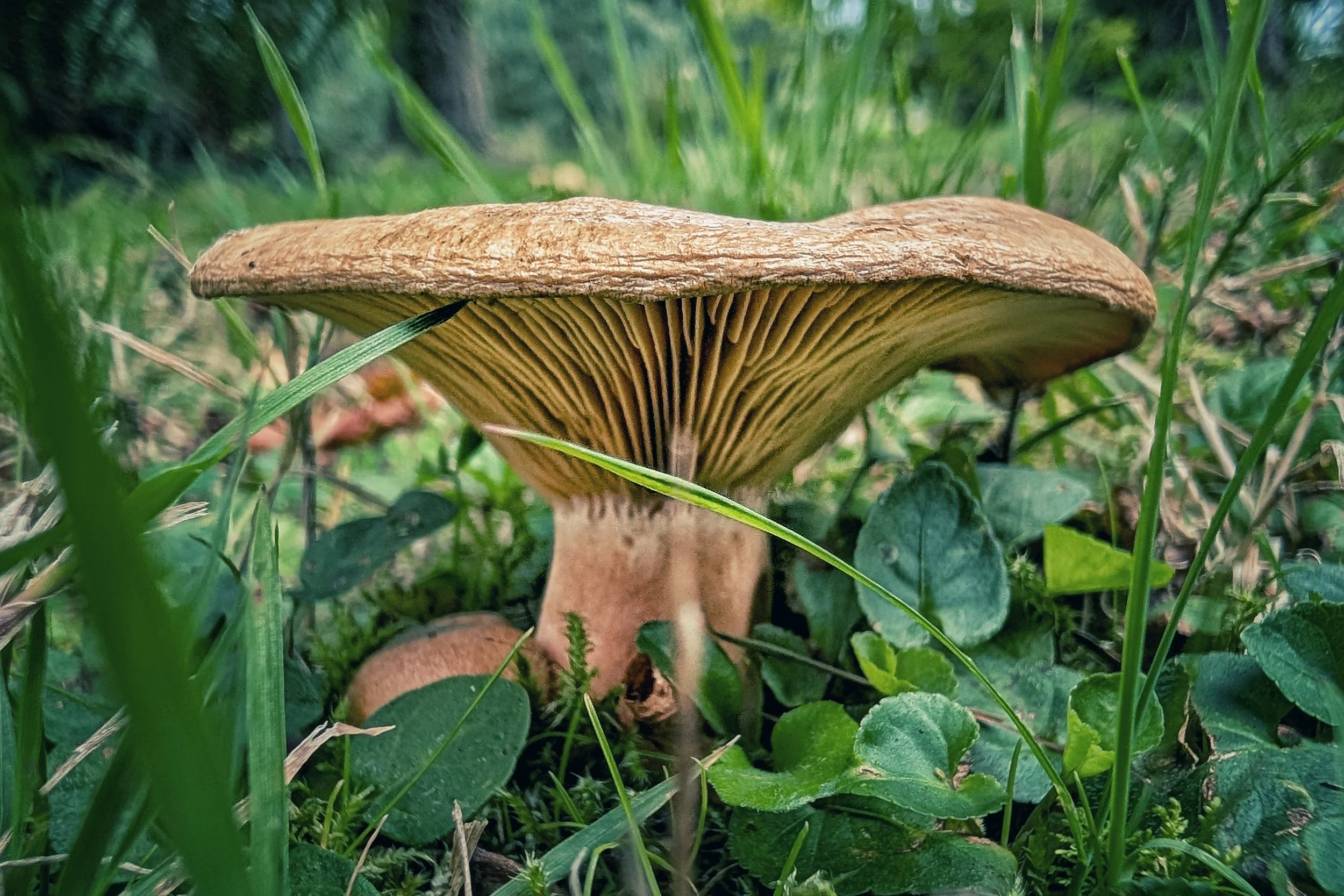 A Mushroom’s Eye View
