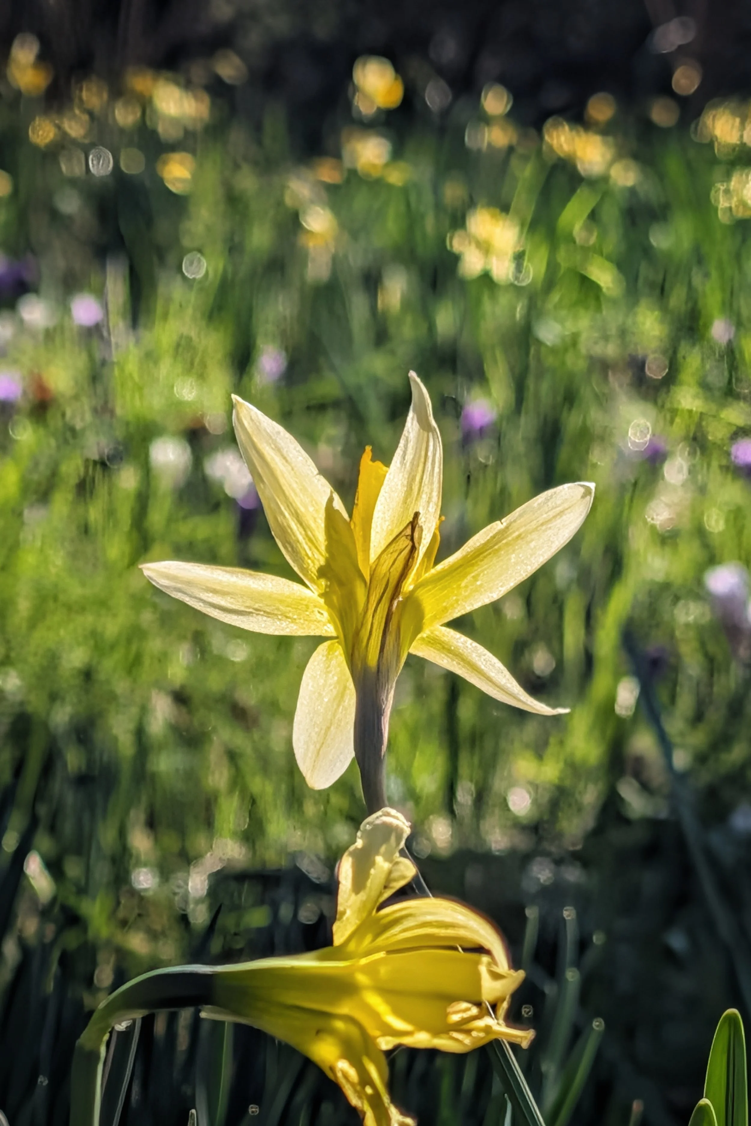 When a Daffodil Turns Its Back on You