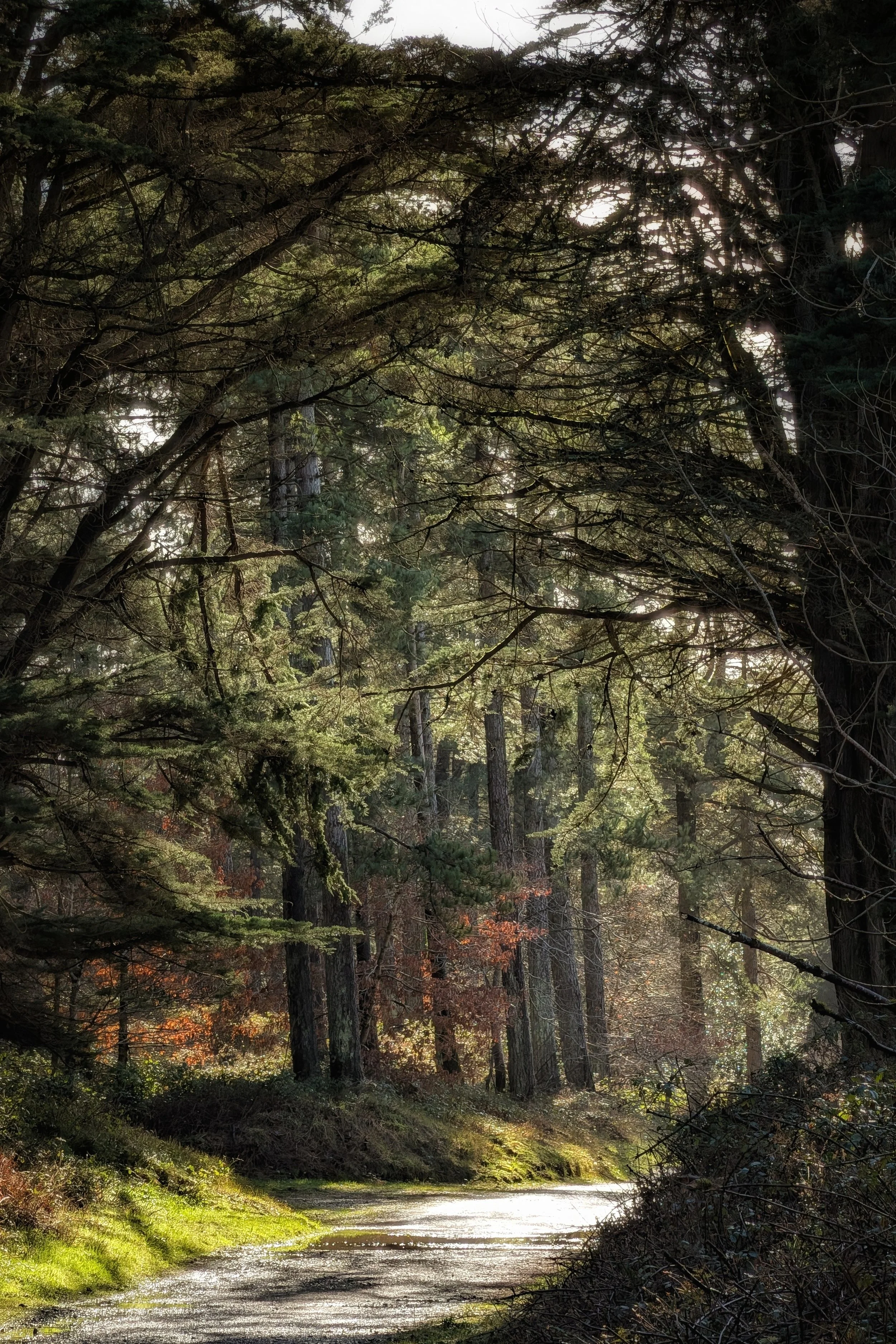Sunlight In The Raven Woods