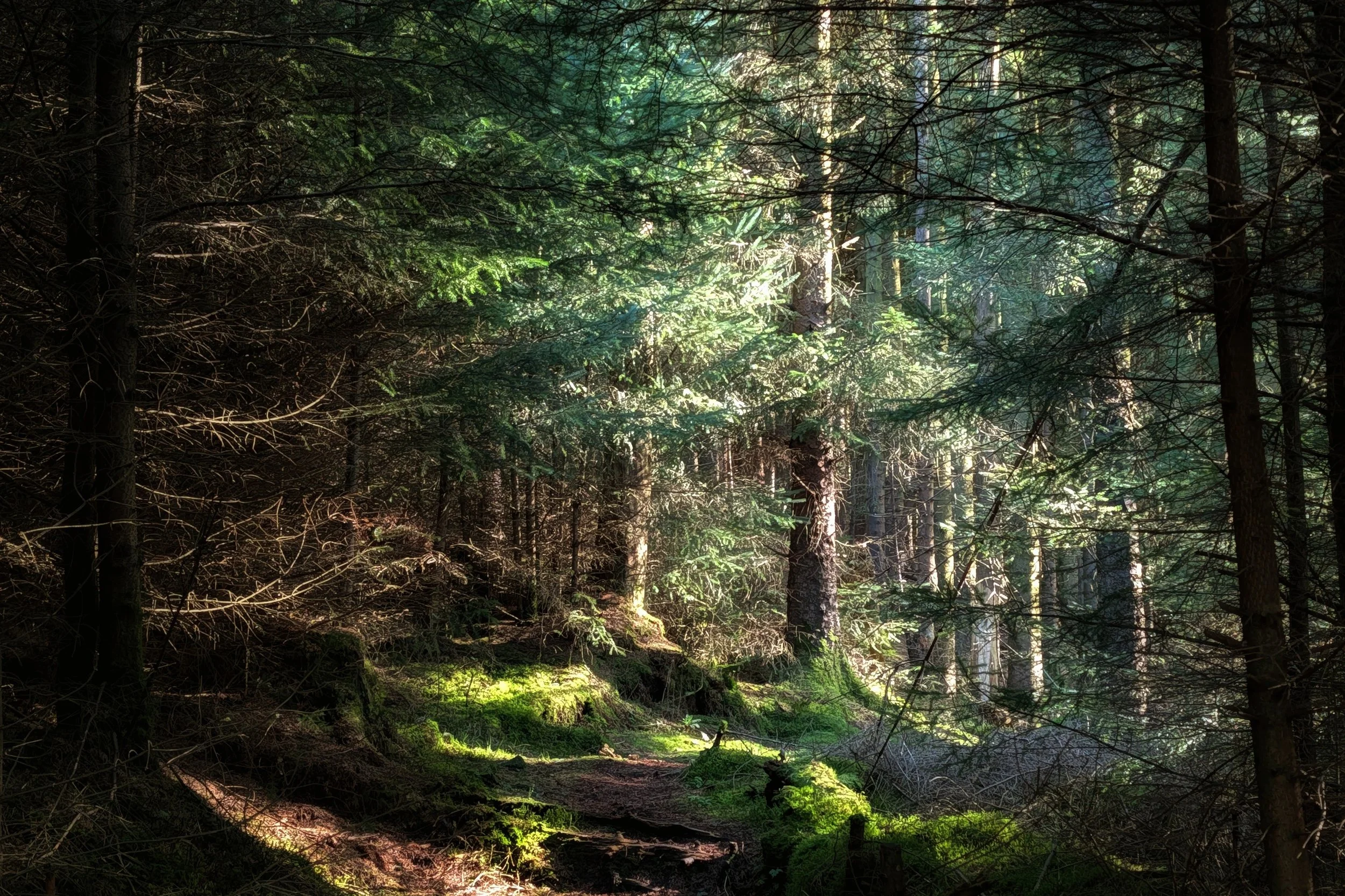 Light and Shadow Amongst Pines