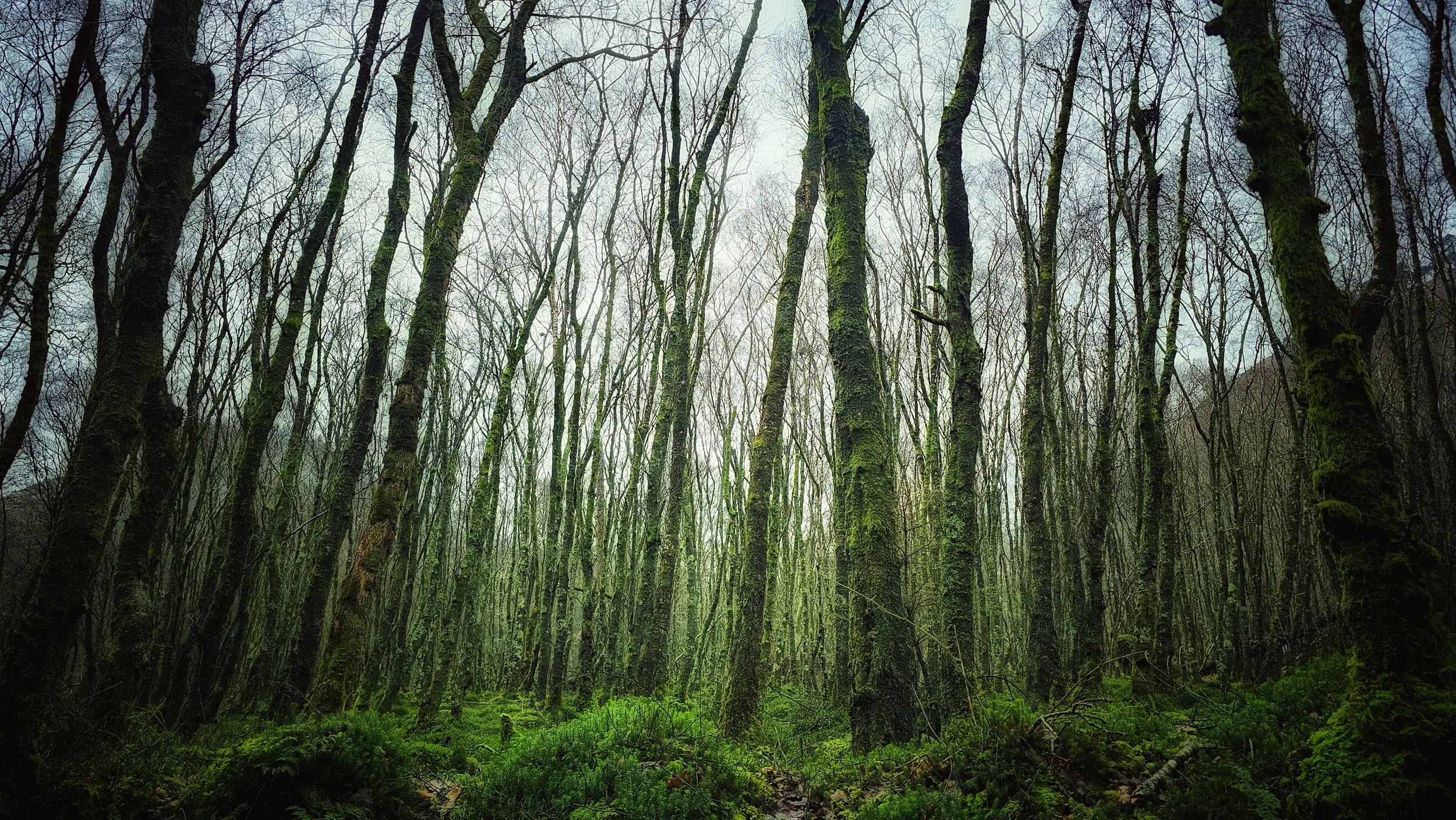 The Green Ghosts of Wicklow