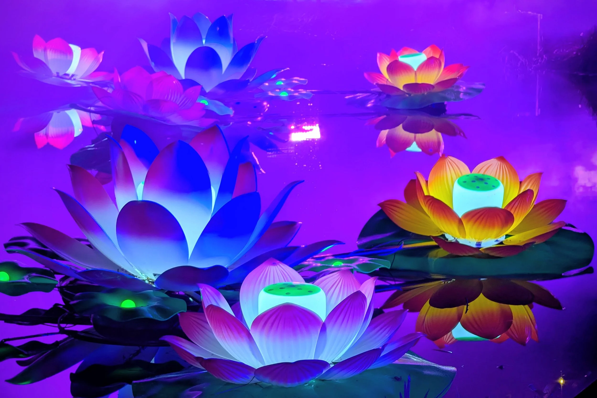 Neon Magic at Fota Park