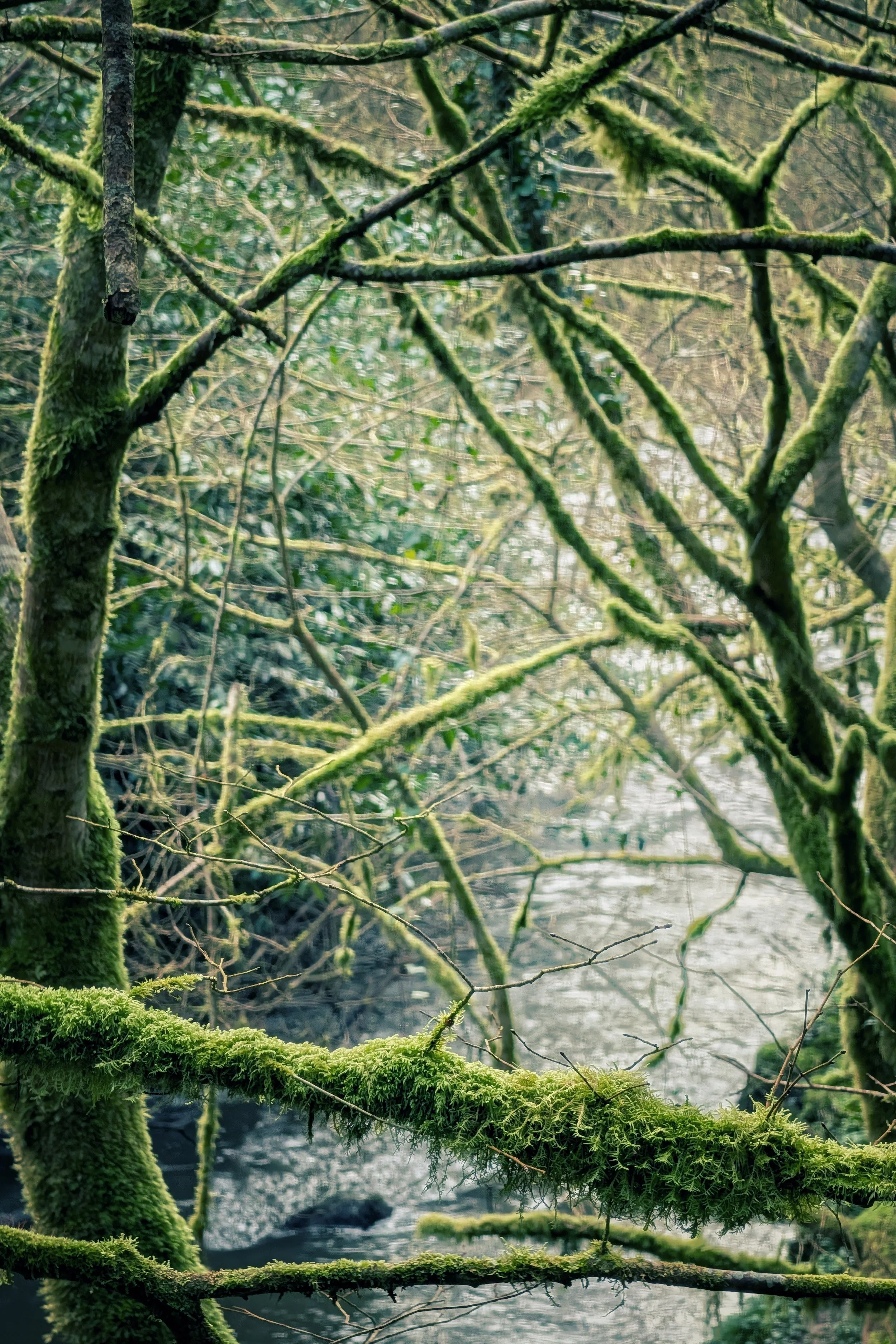 The Green Layers of Edenvale