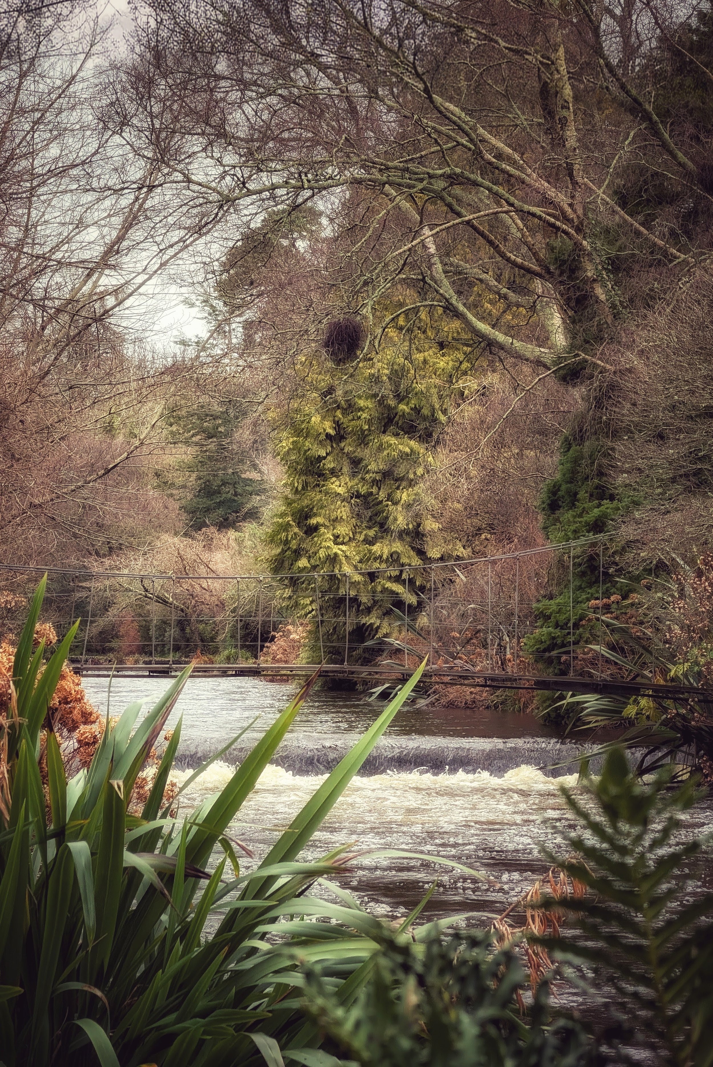 Moody Magic at Mount Usher