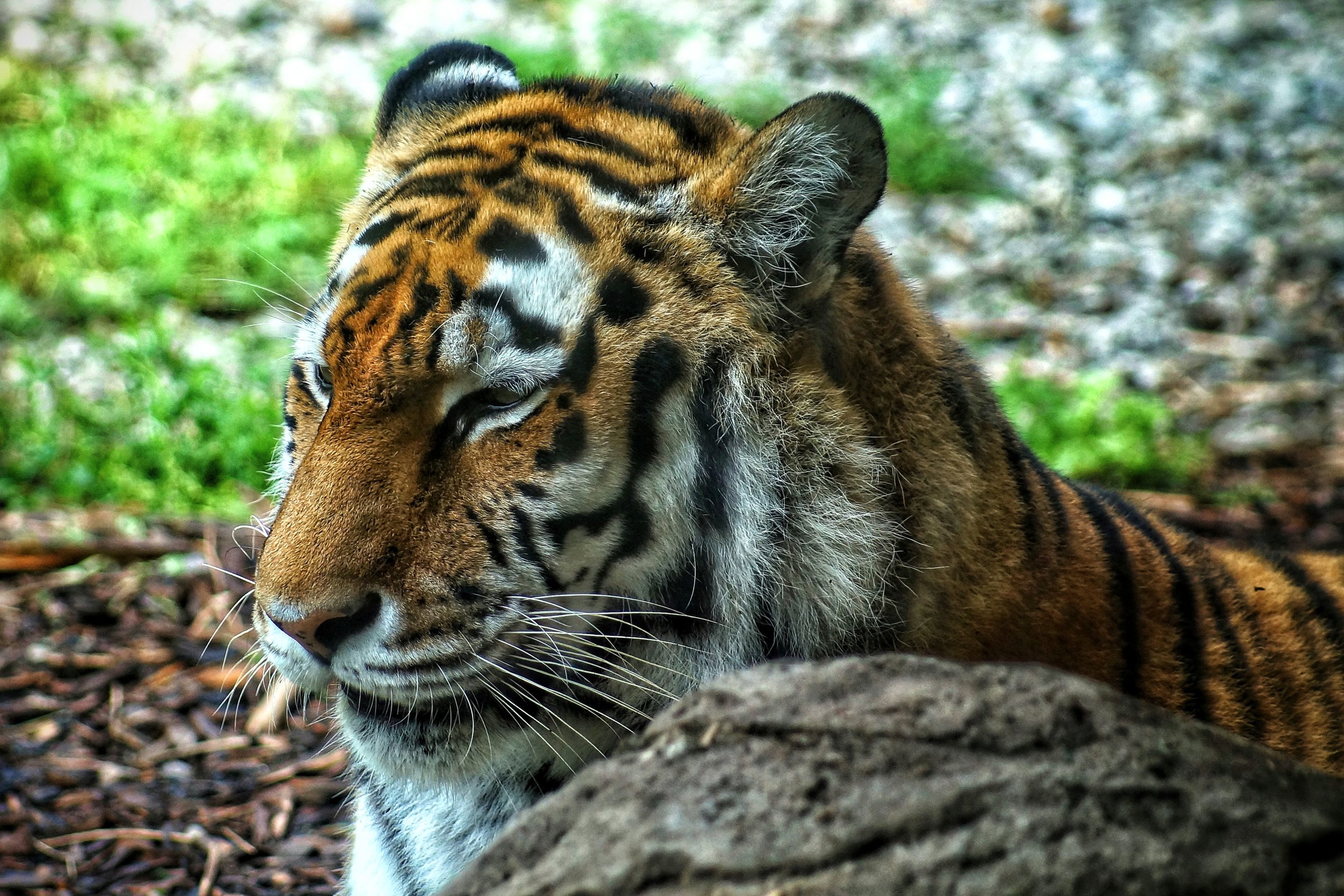 Dublin Zoo (92).JPG