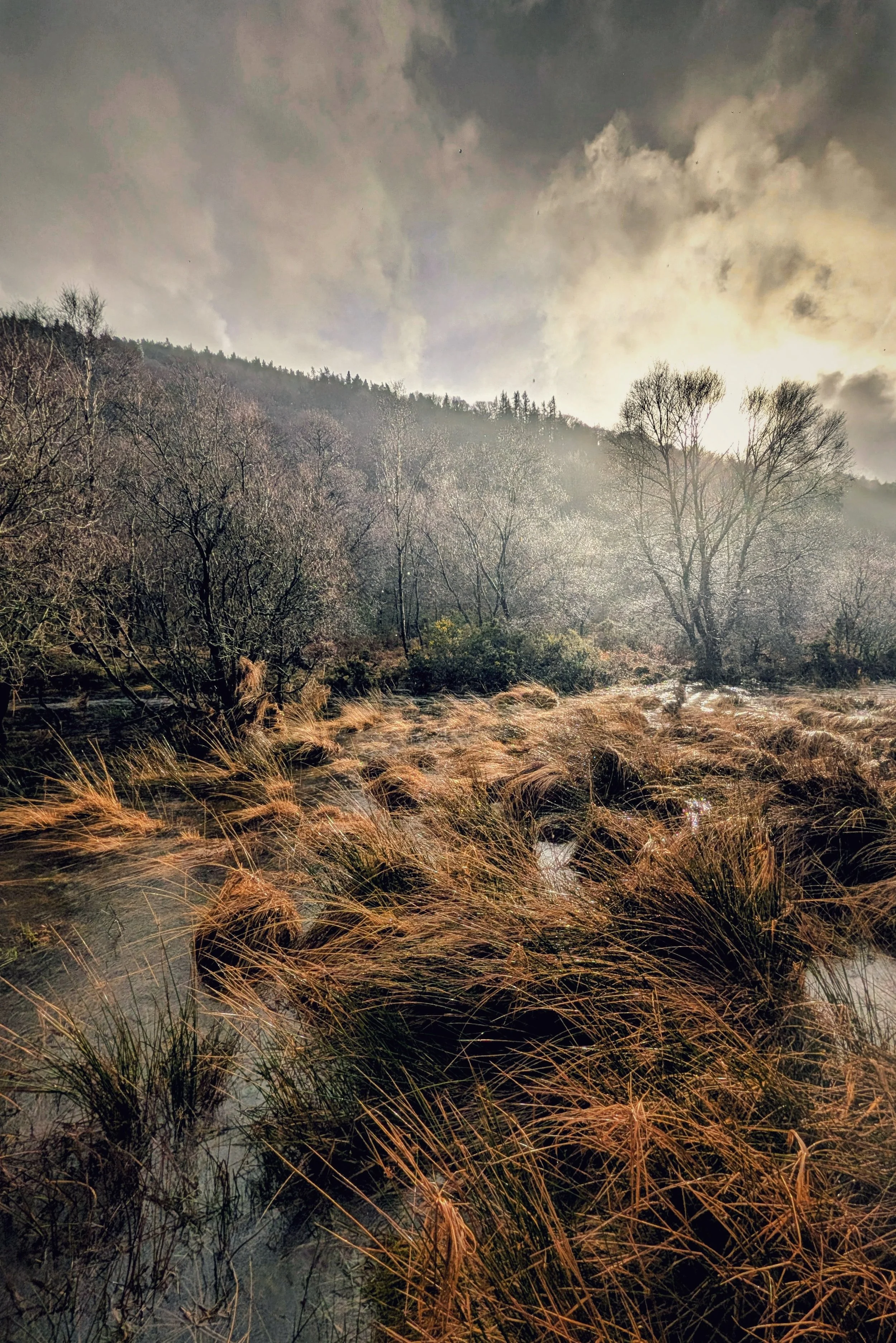Winter Gold at Glendalough