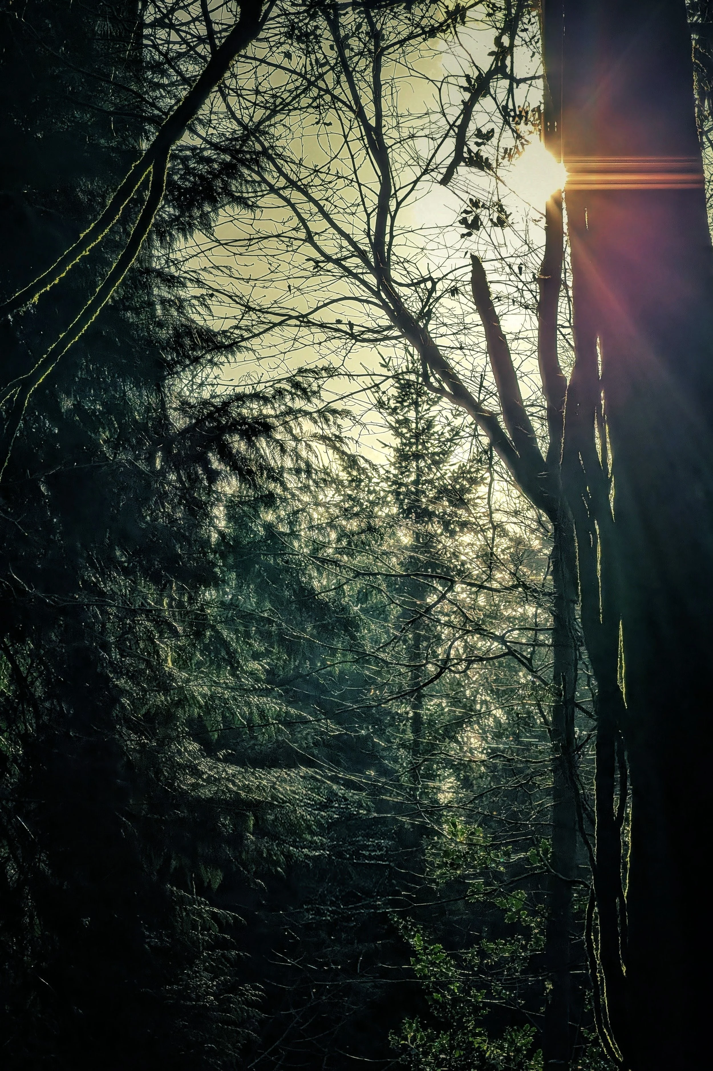 Sunlight Dancing in Wicklow Woods