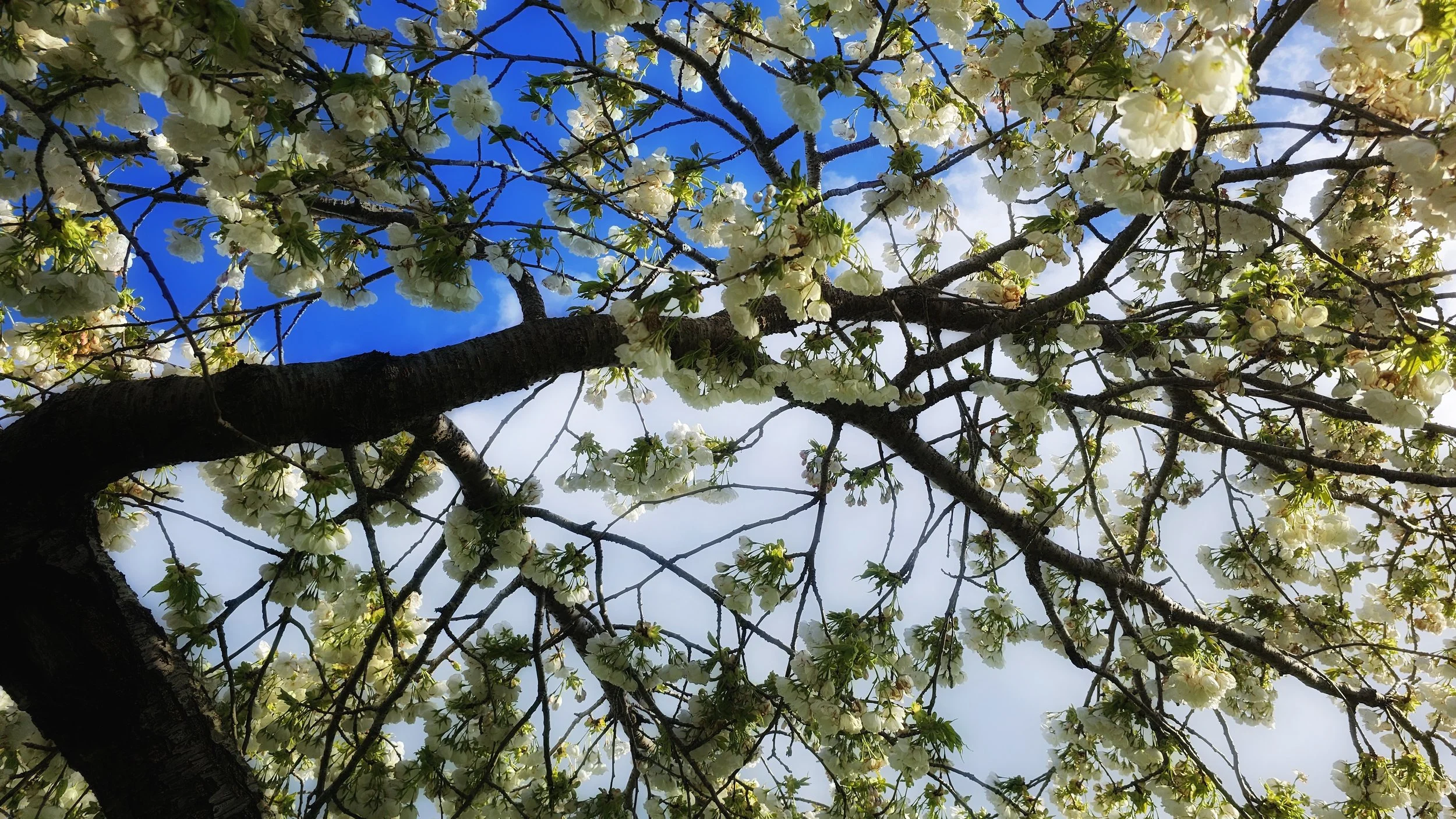 Spring Canopy In Full Bloom