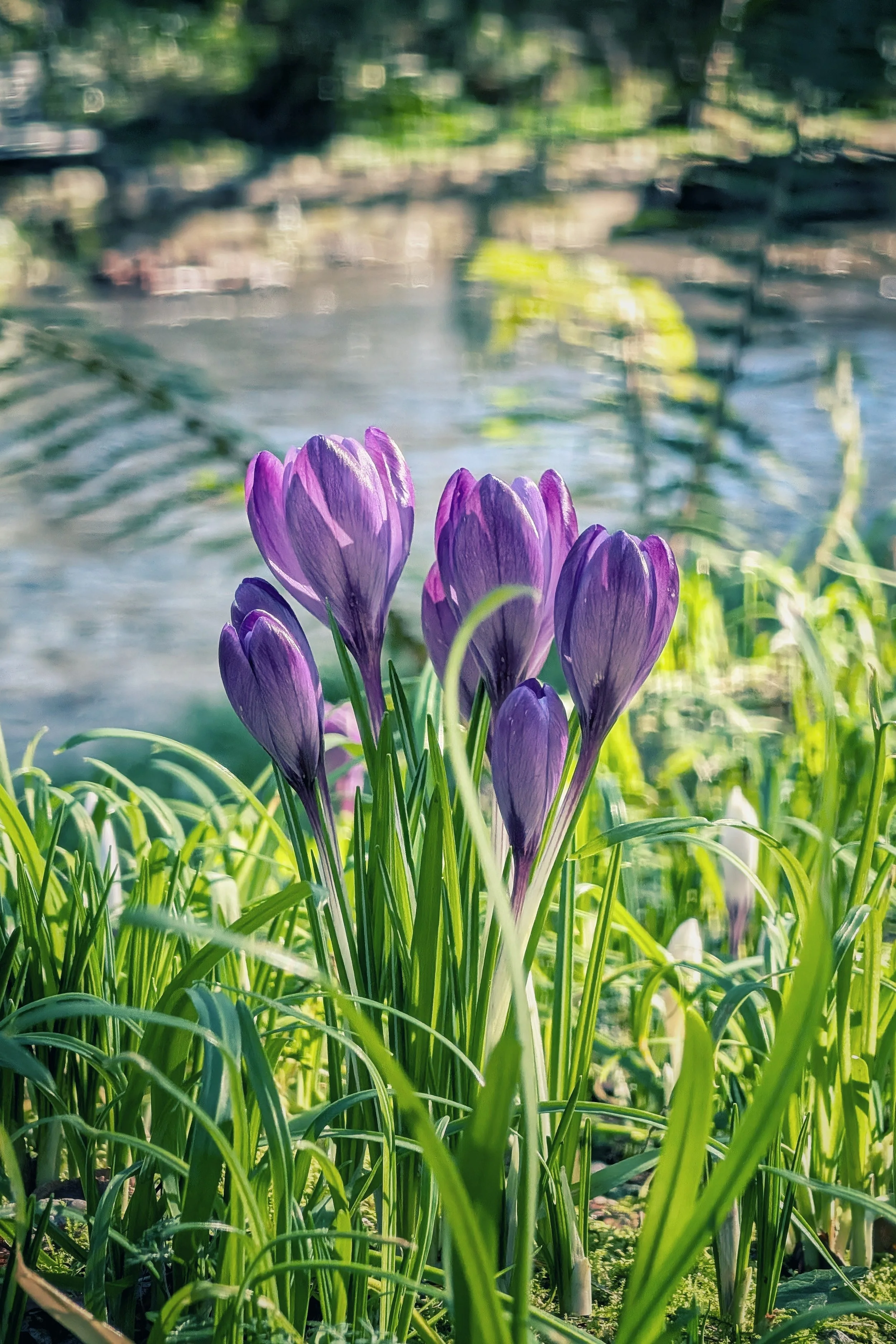 Crocuses at the Waterside
