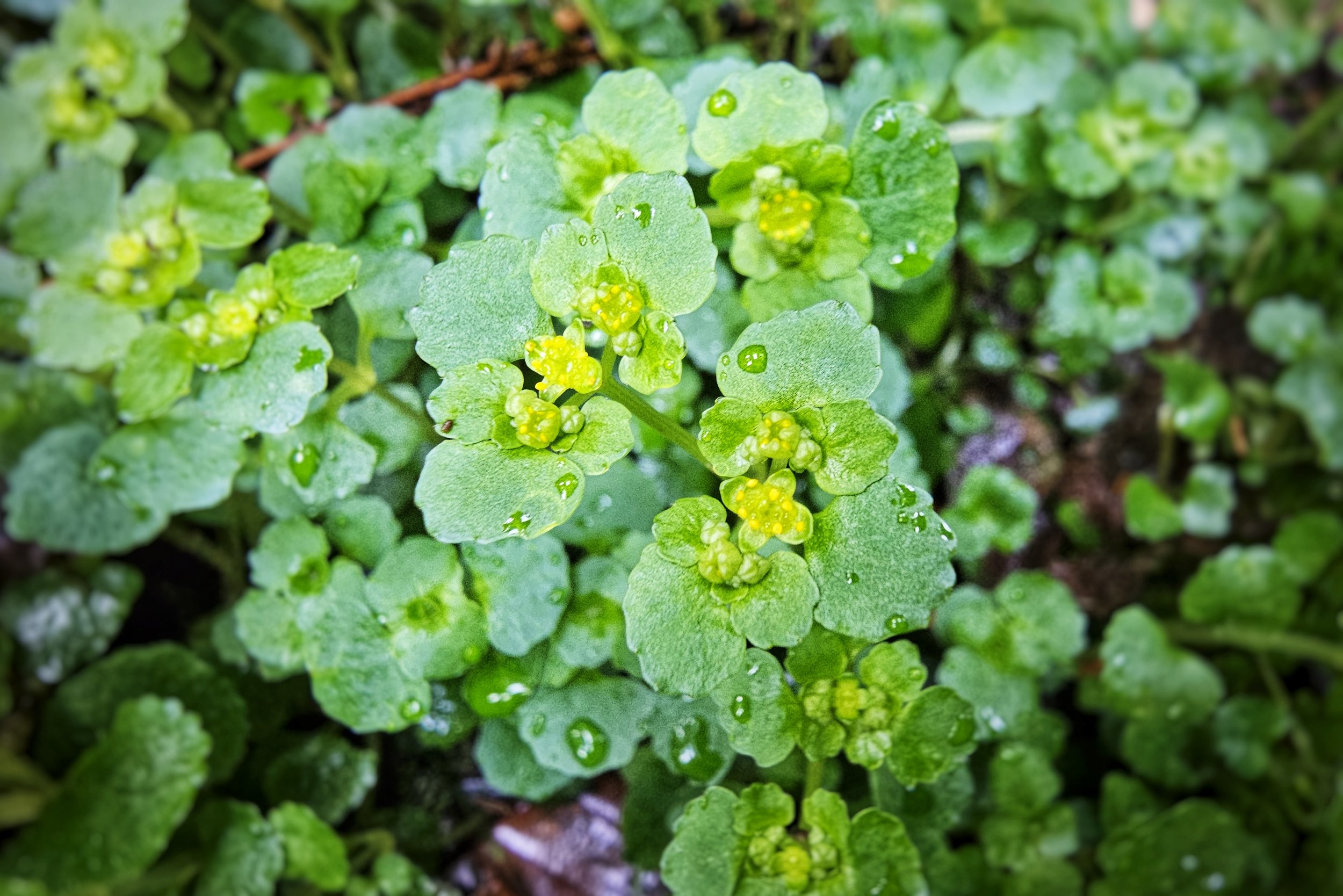 Dewdrops on Golden Saxifrage