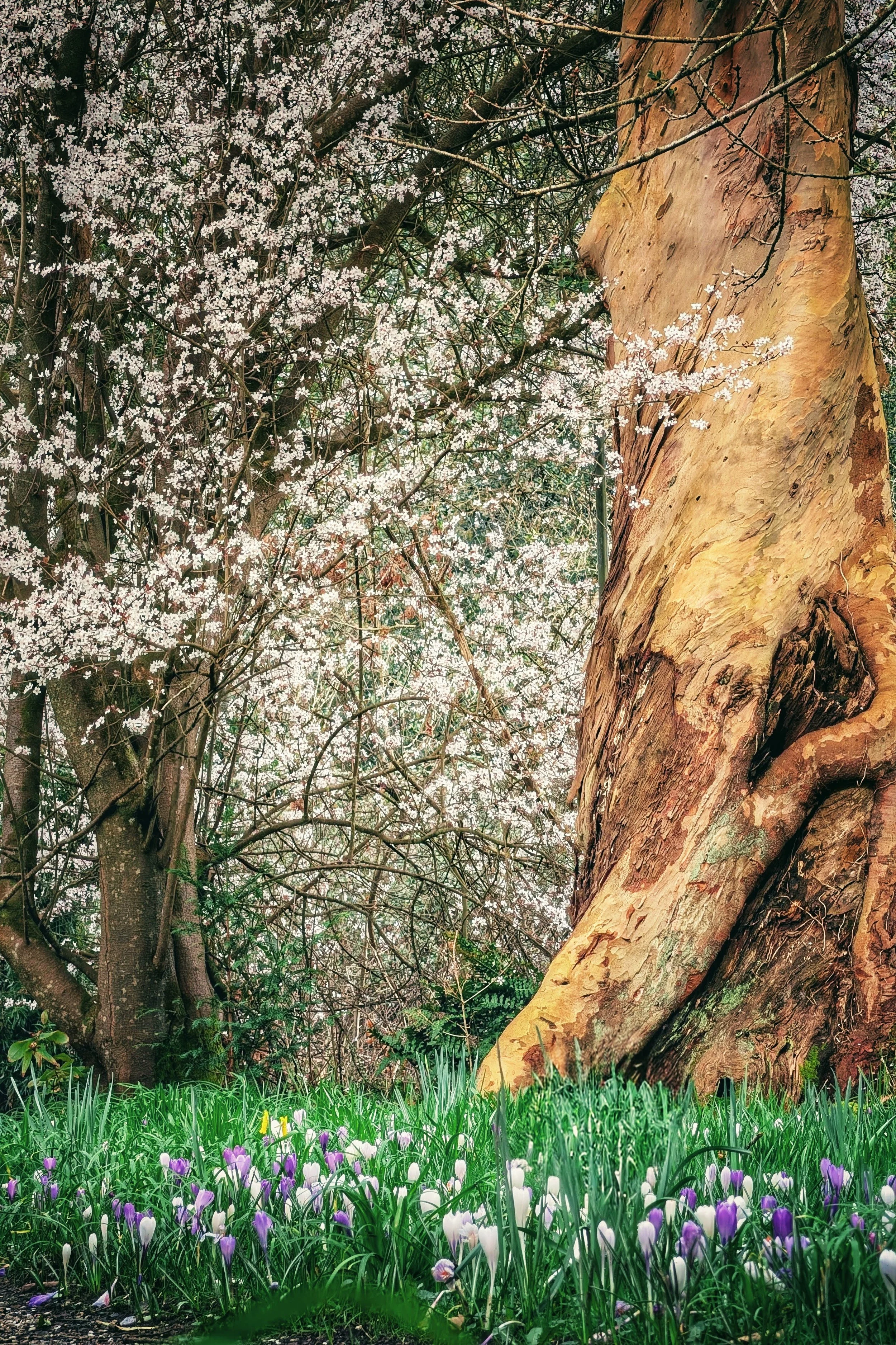 Blossoms, Blooms and Eucalyptus