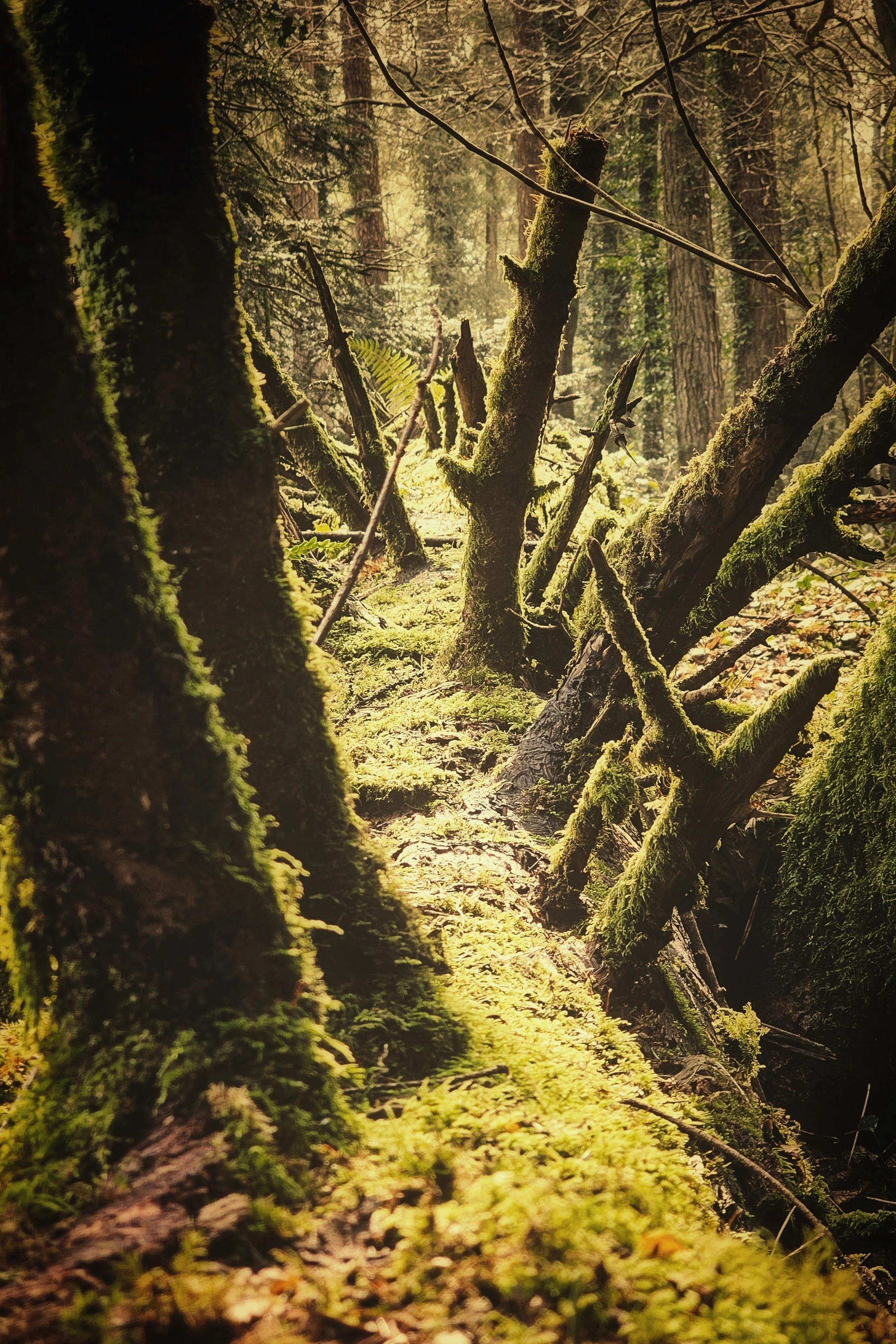 1 Year Ago: Enchanted Forest