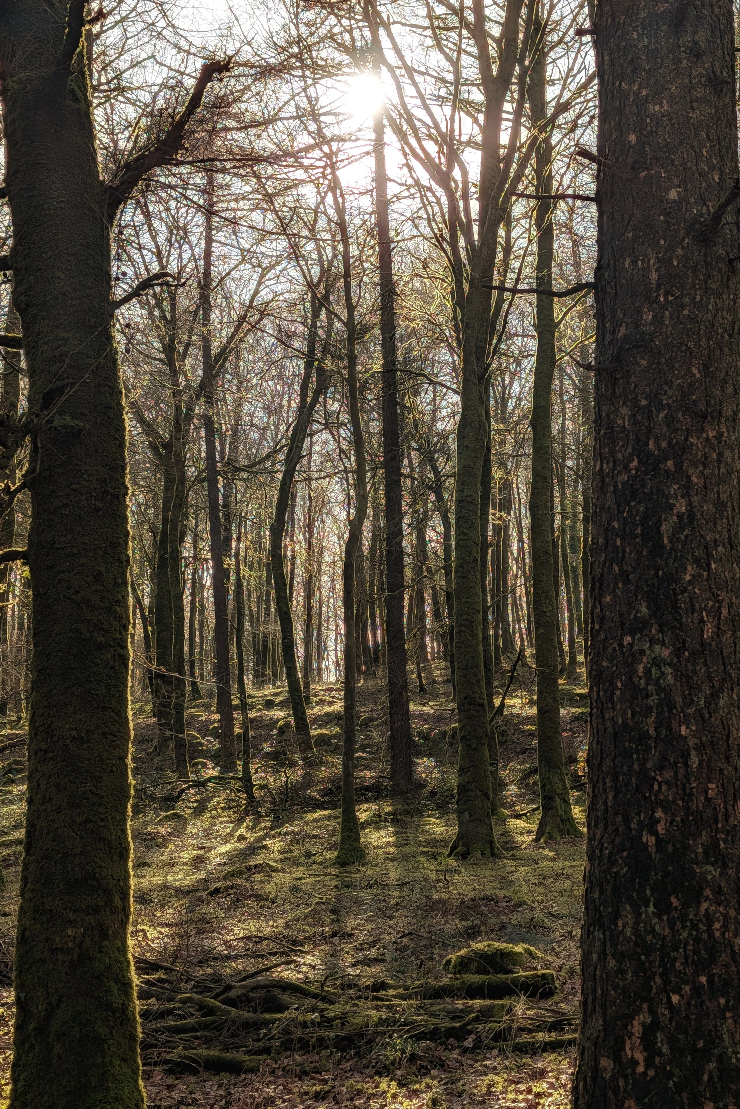 Ireland's Largest Planted Beech Forest