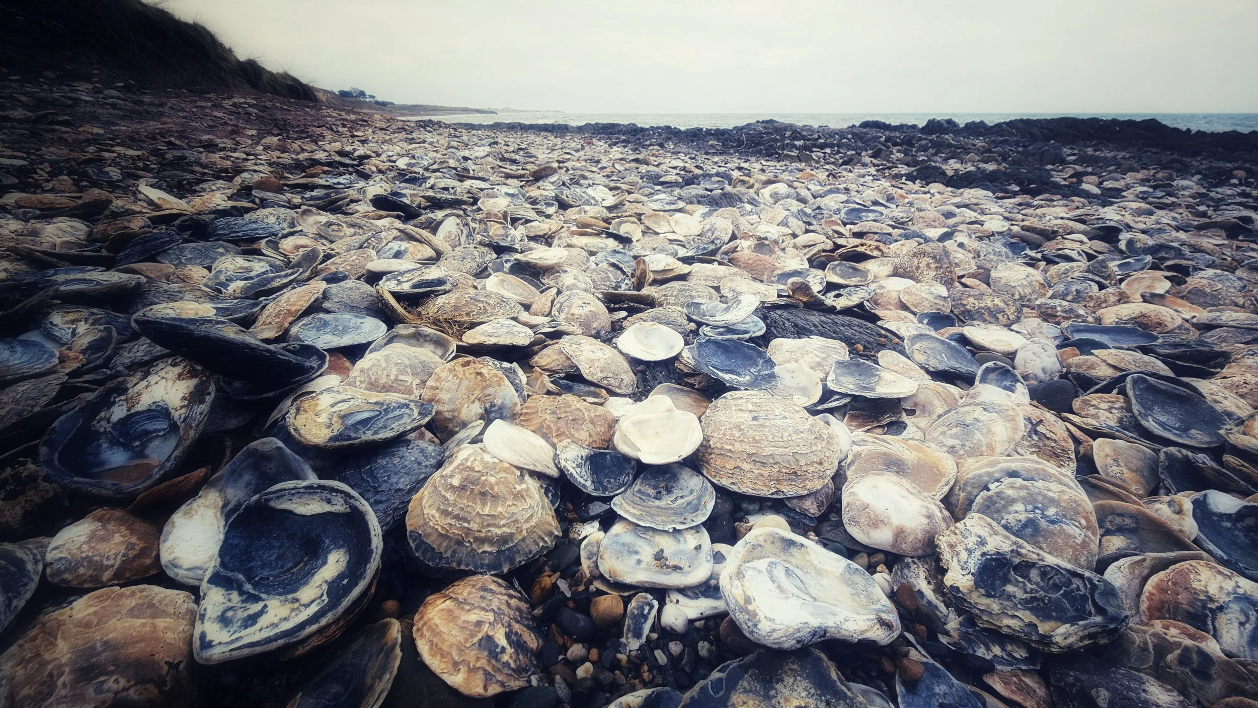 Shells In Ireland 1 Year Ago: The Beach of Shells — Pocket Ireland