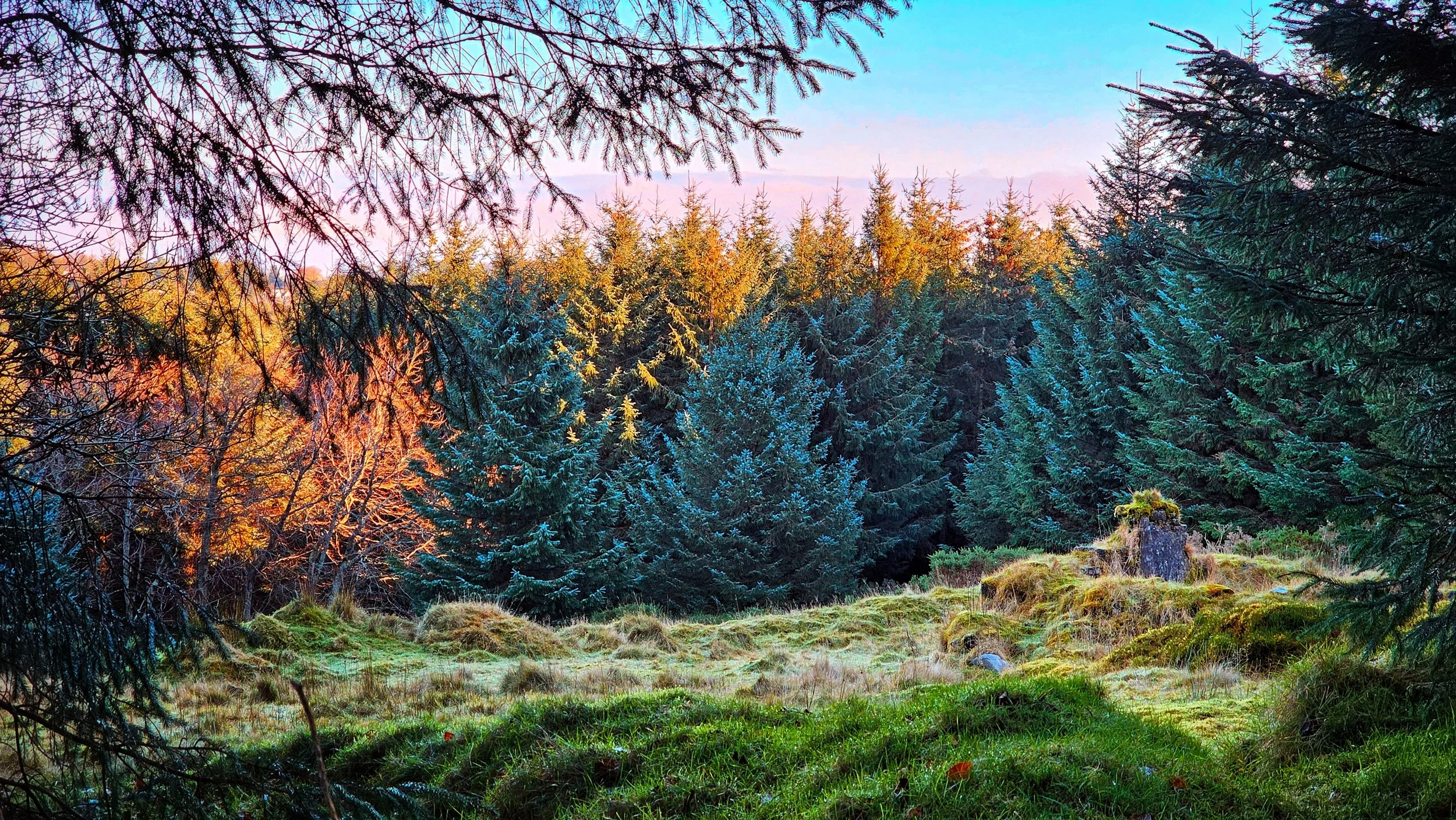 1 Year Ago: Magical Mossy Glen