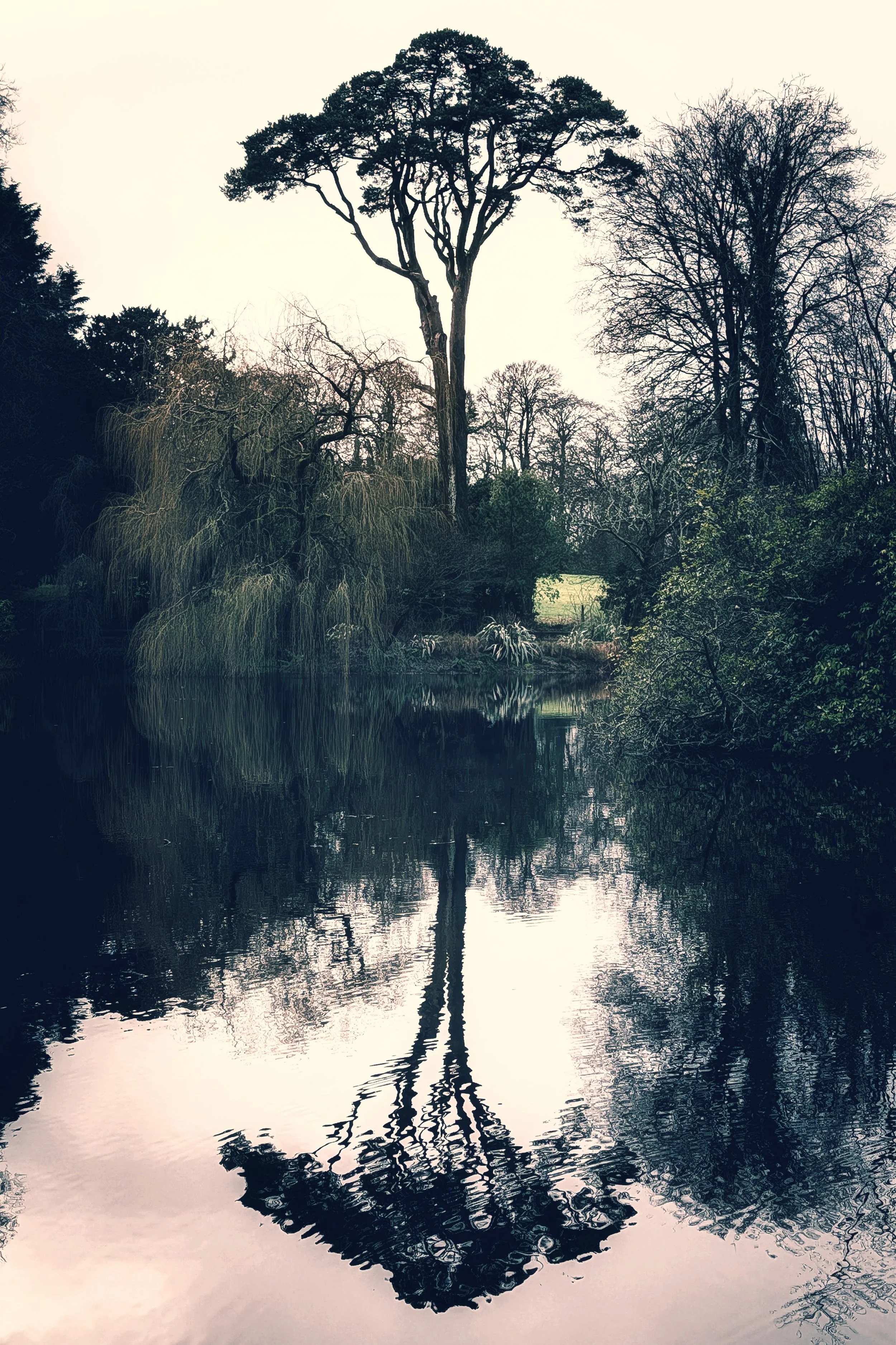 Mirror Image at Altamont