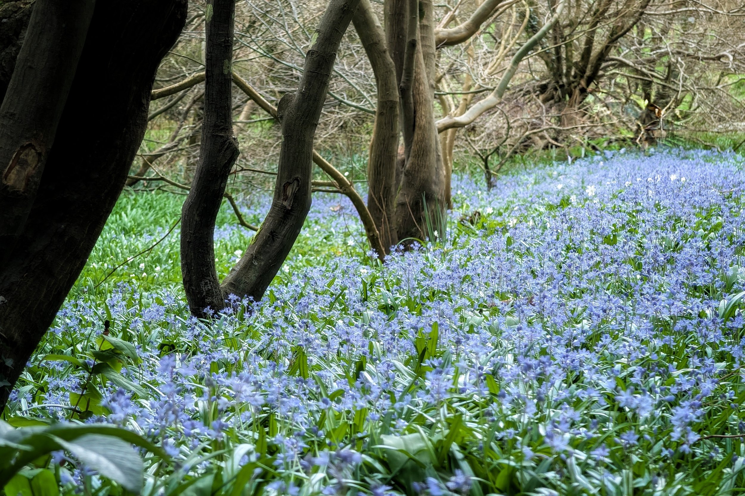 A Carpet of Woodland Blue