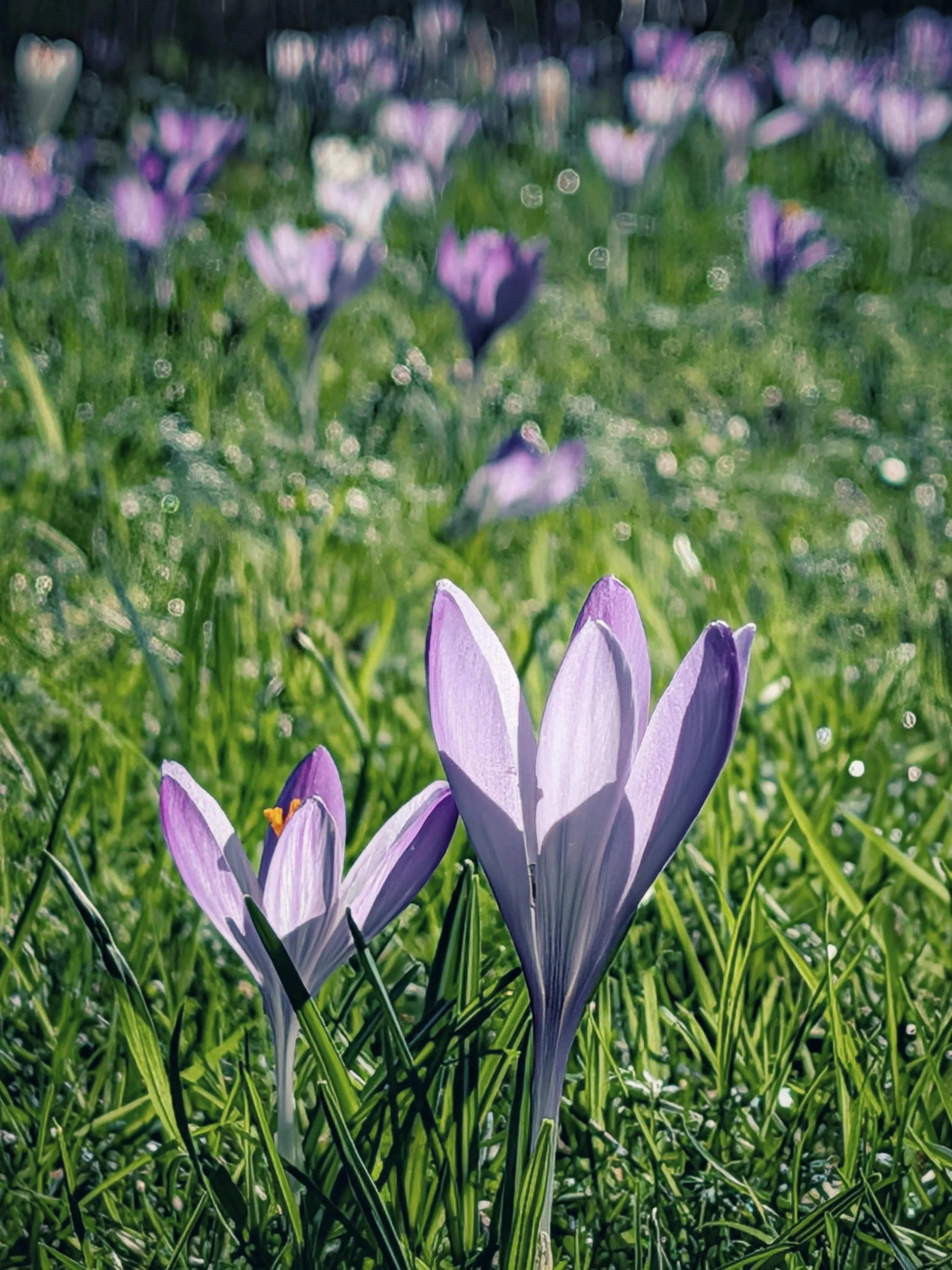 Crocuses in the Morning Light
