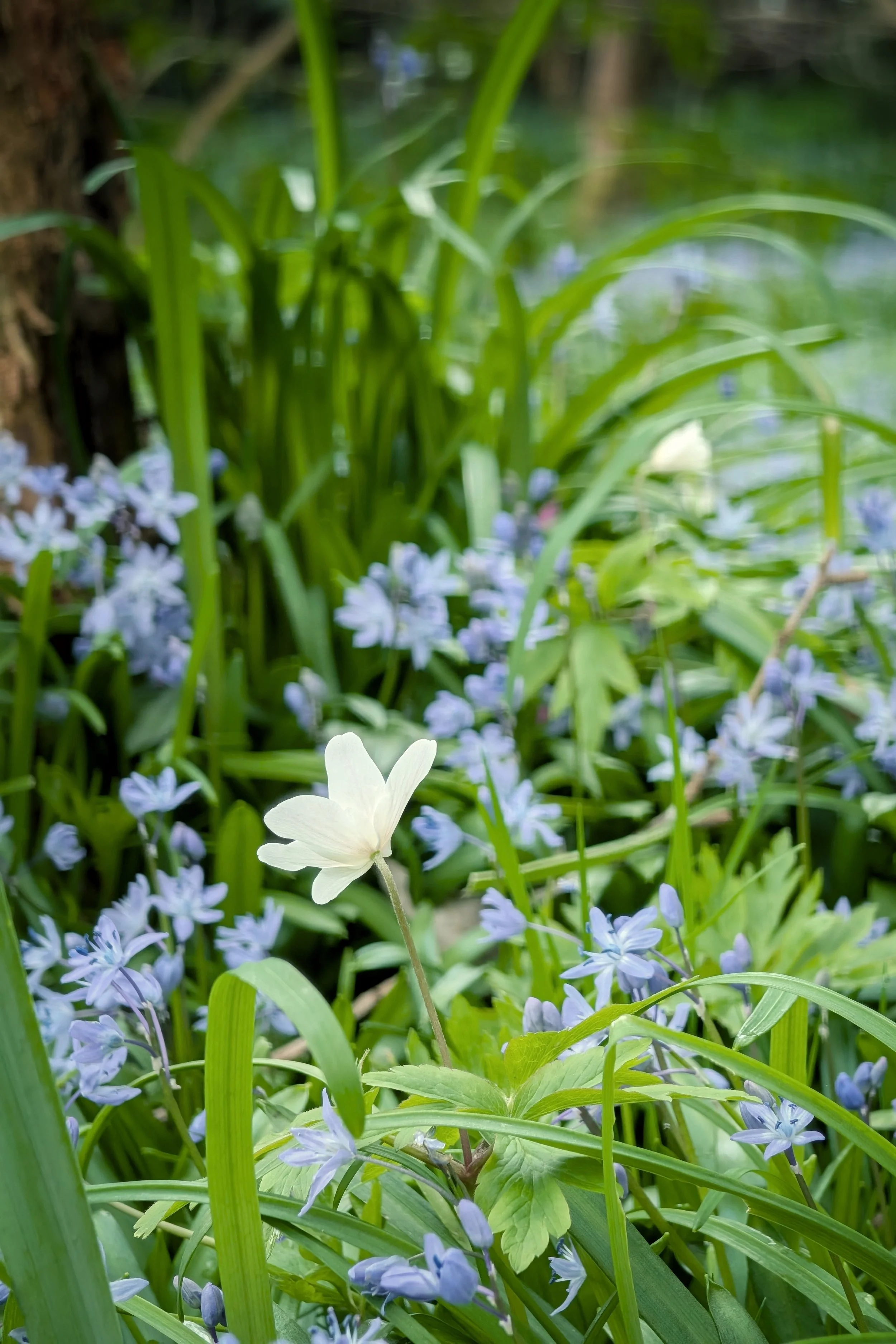 White Bloom Among The Blue