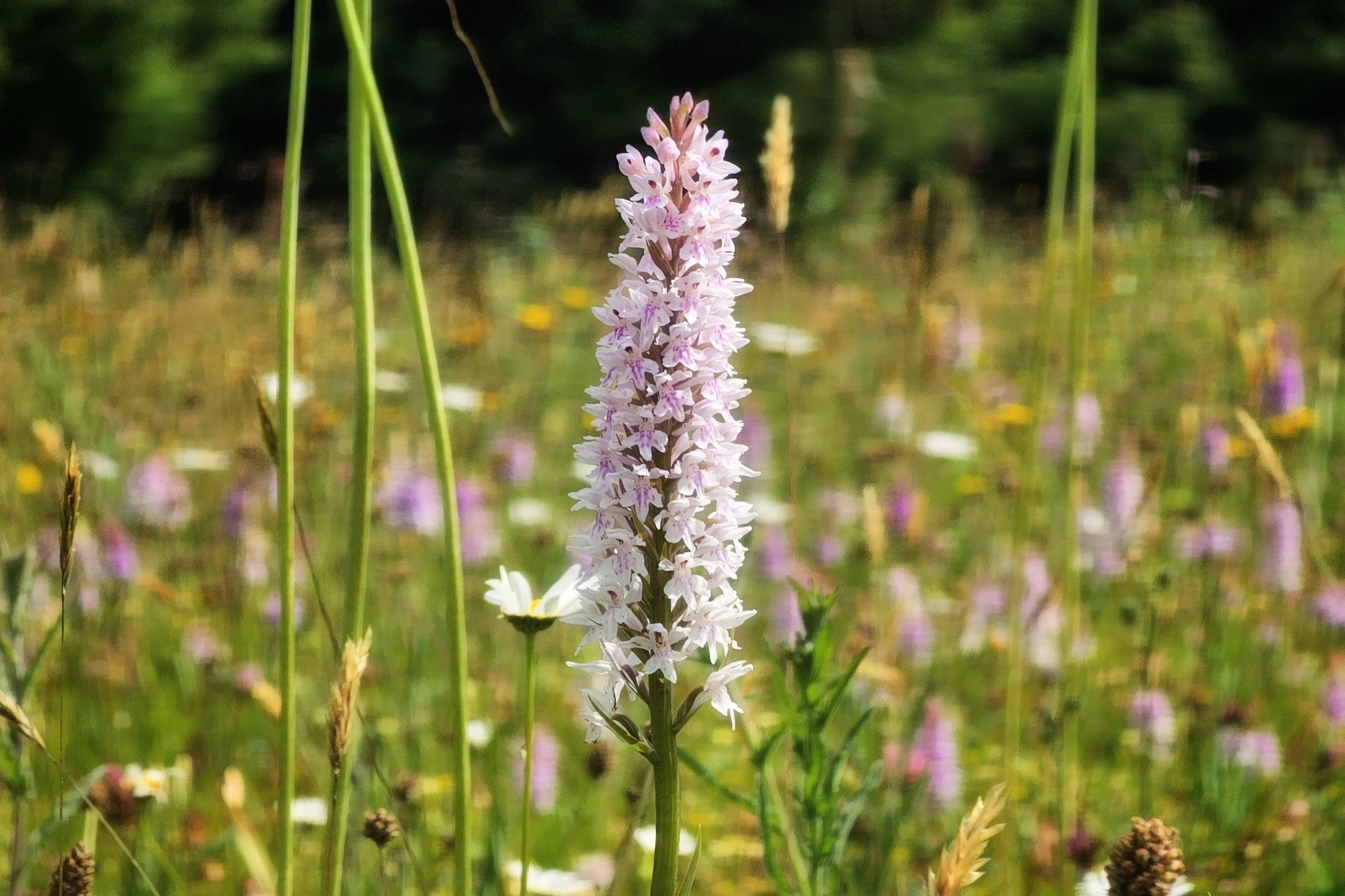 20250610_110318~2 (1).jpg