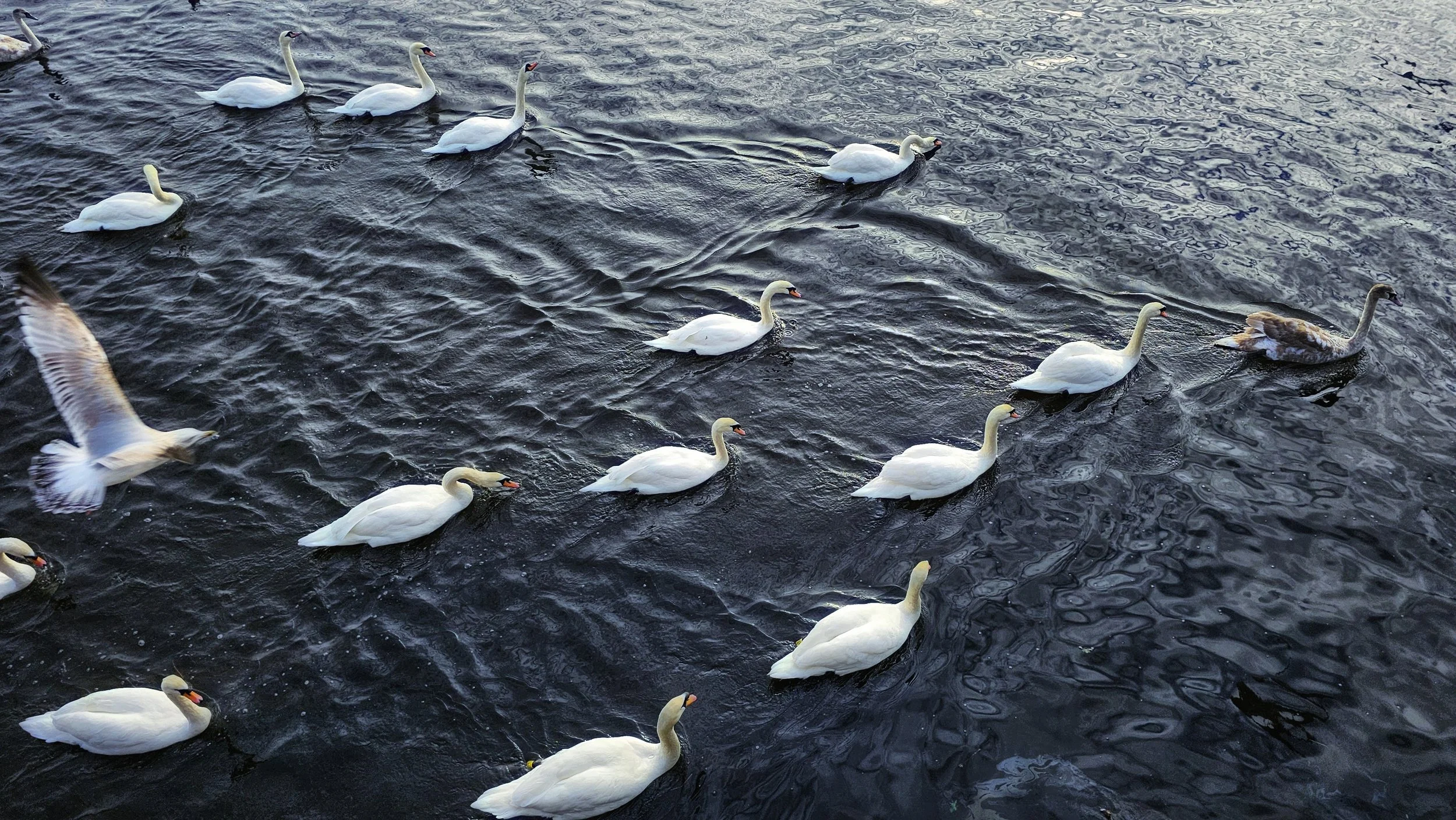 1 Year Ago: Everyone, follow the cygnet!