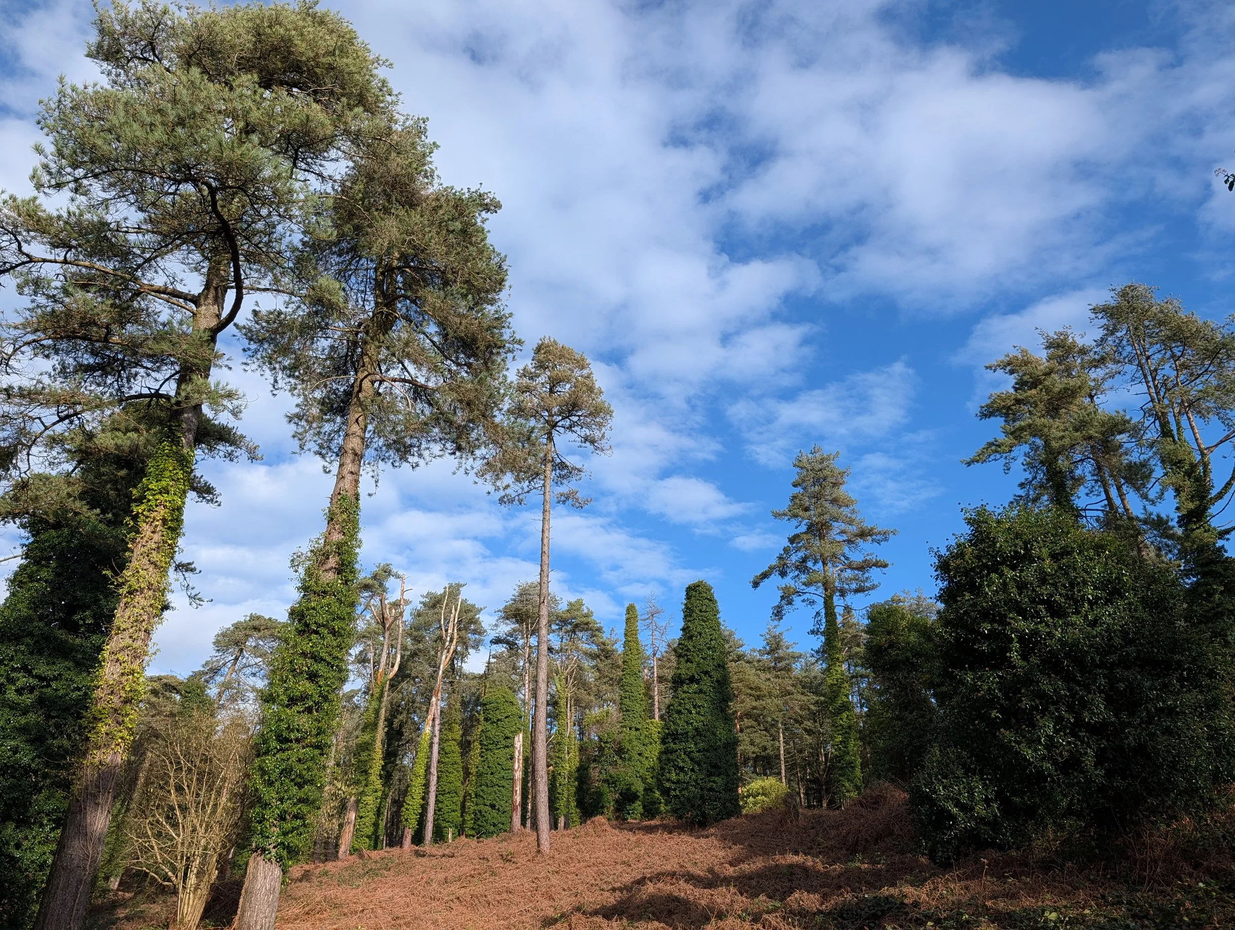 The Raven Nature Reserve and Raven Point, County Wicklow