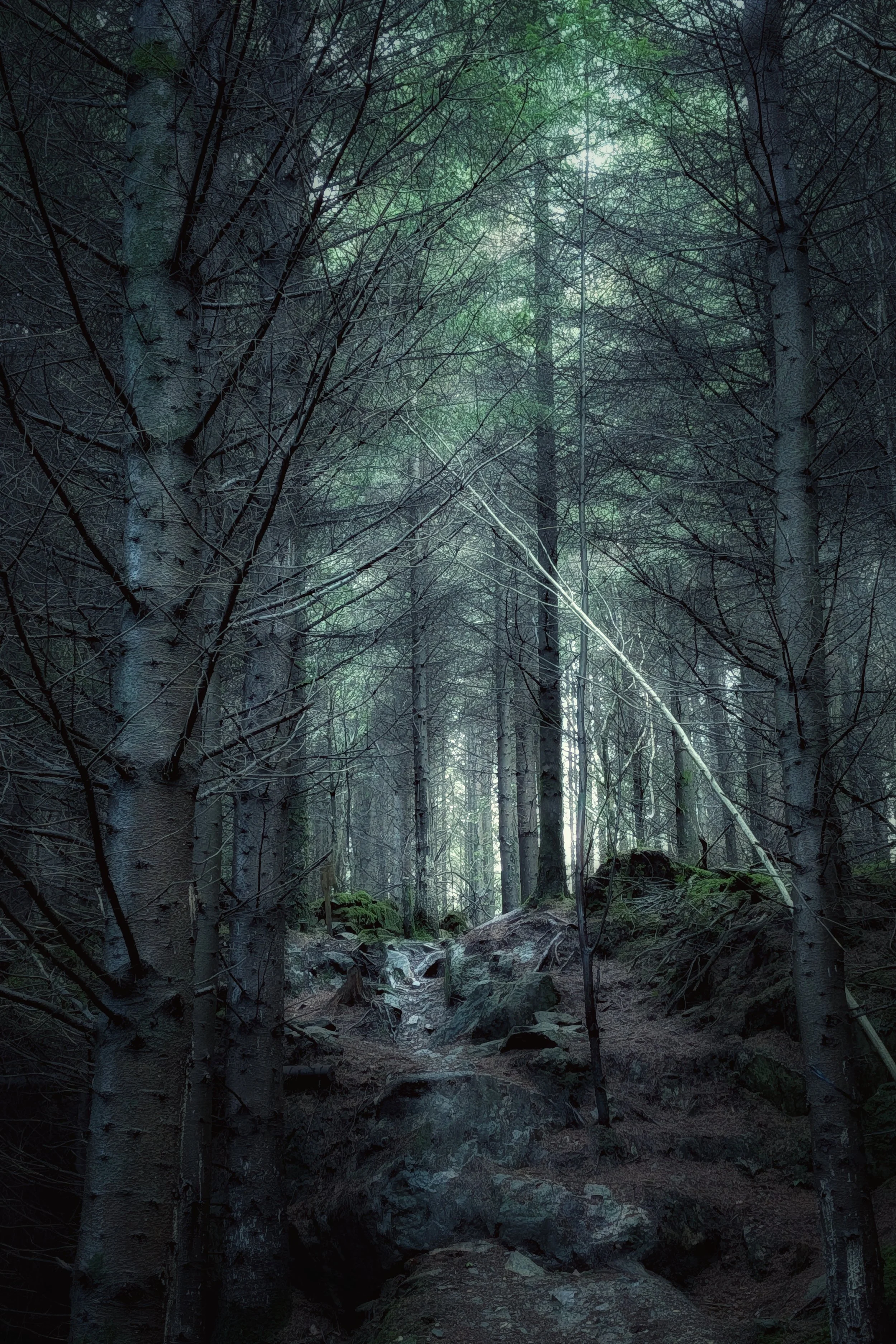 The Silent Evening Woods