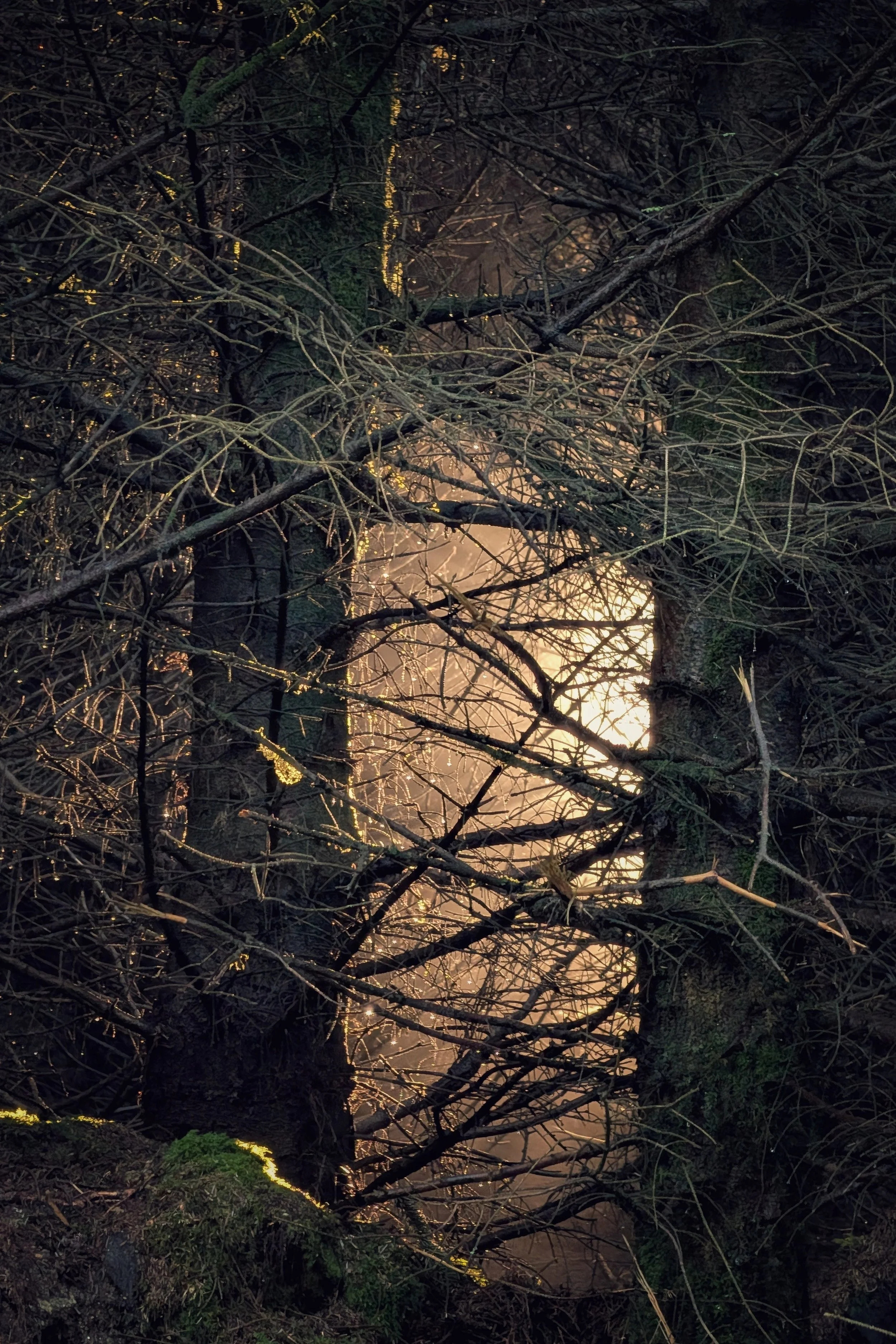 Just Behind the Tree, 147 Million km Away