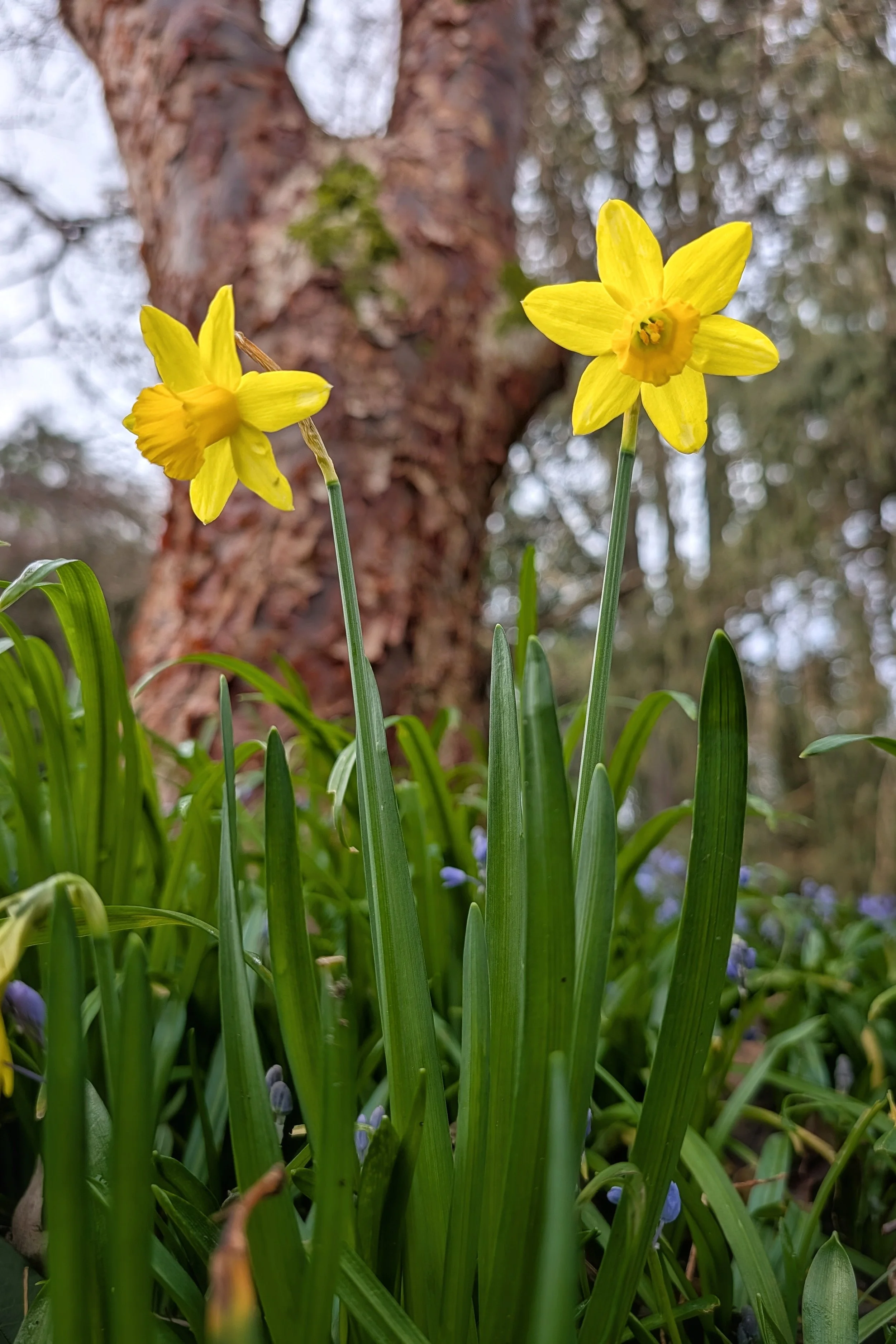 Harbingers of Spring