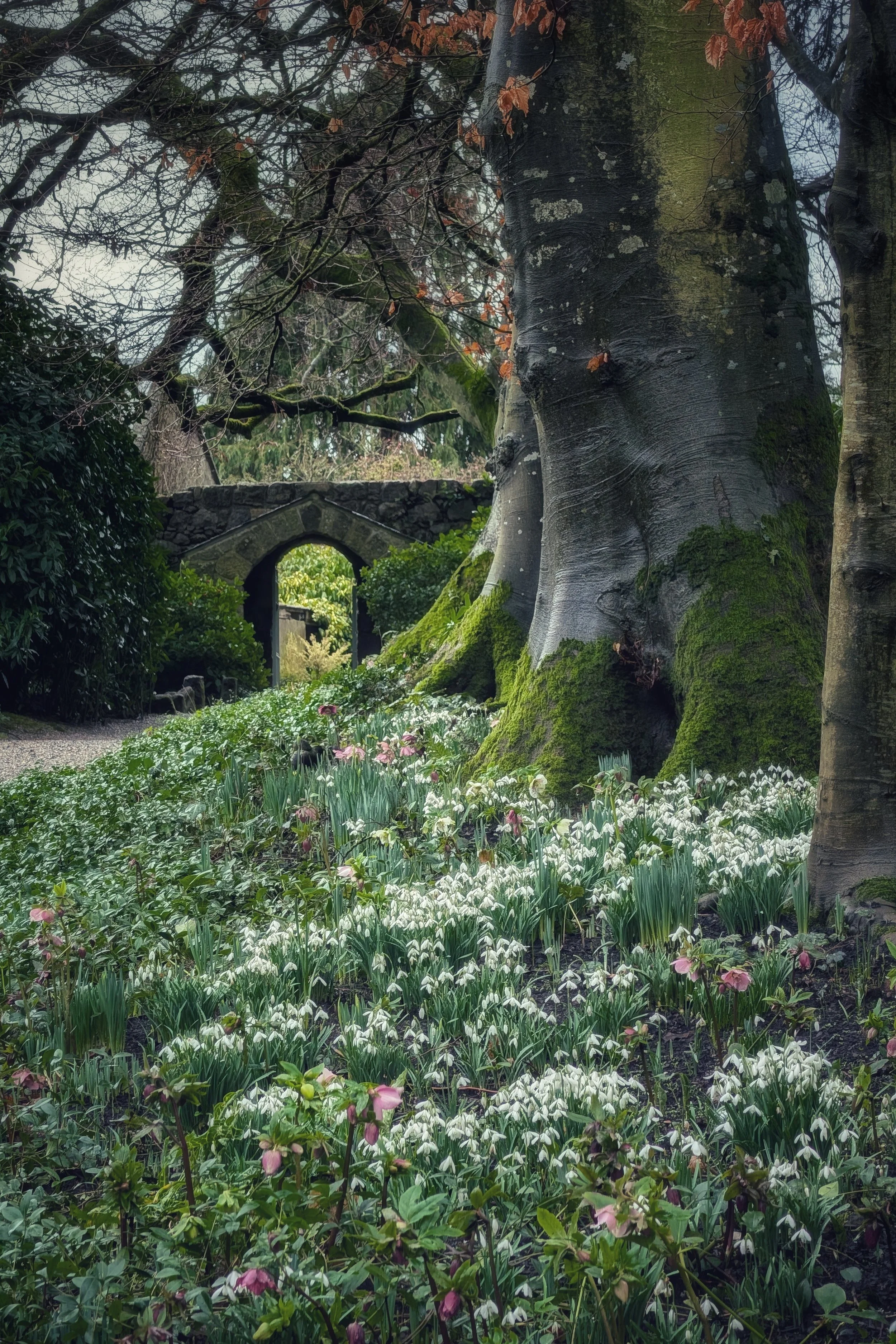 A Winter Dream with Whispers of Spring