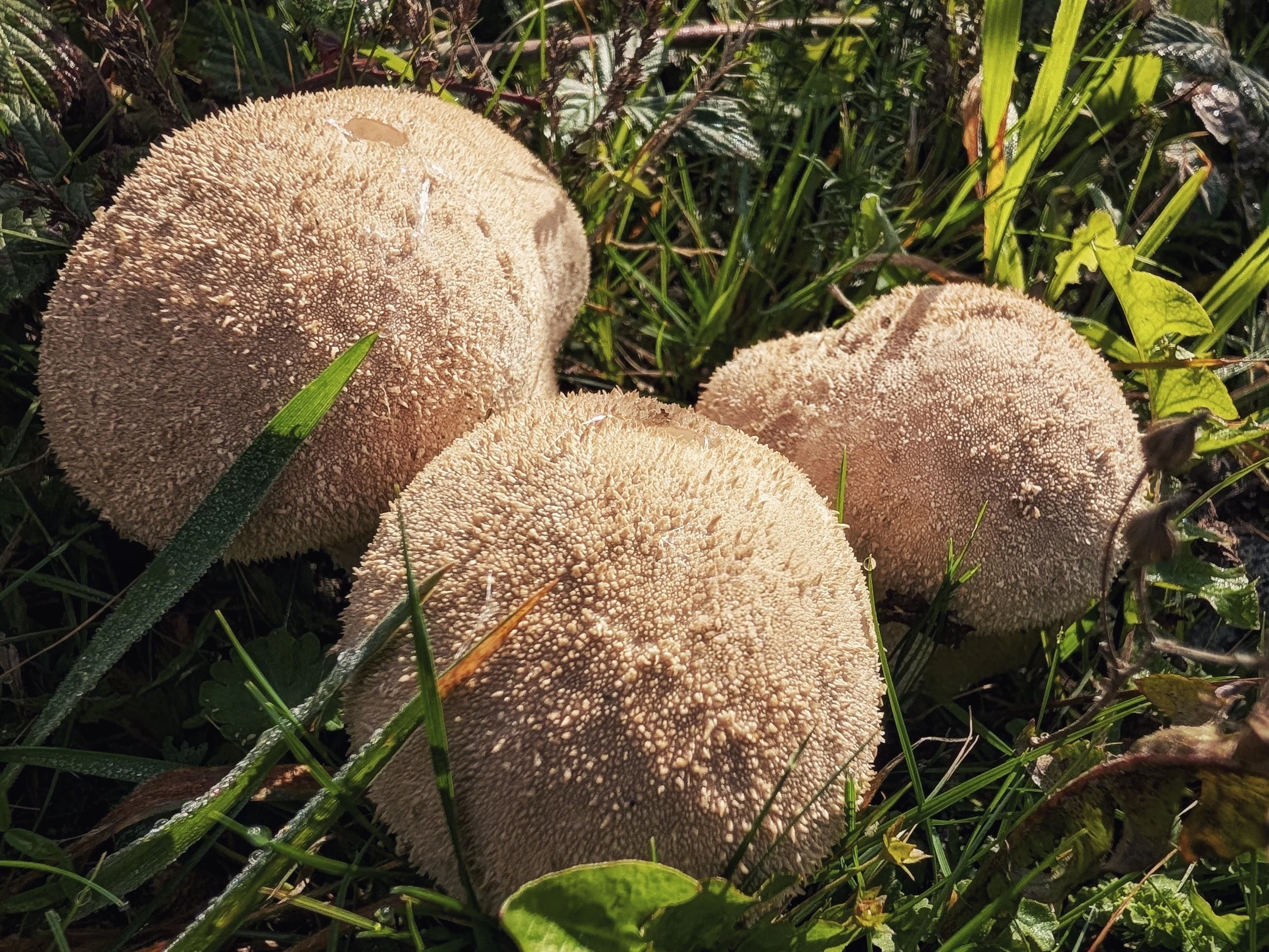 Prickly Puffballs