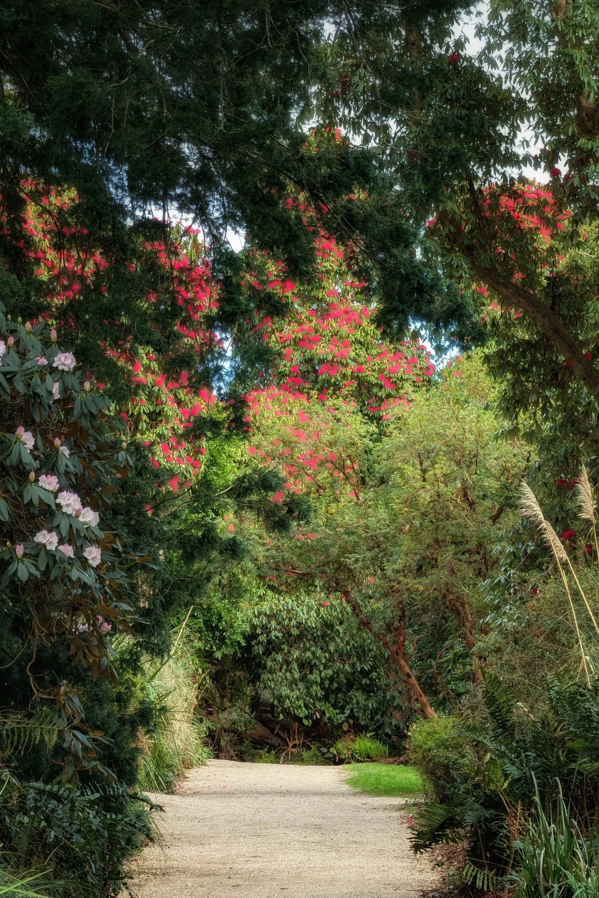 The Rhododendrons Are Blooming!