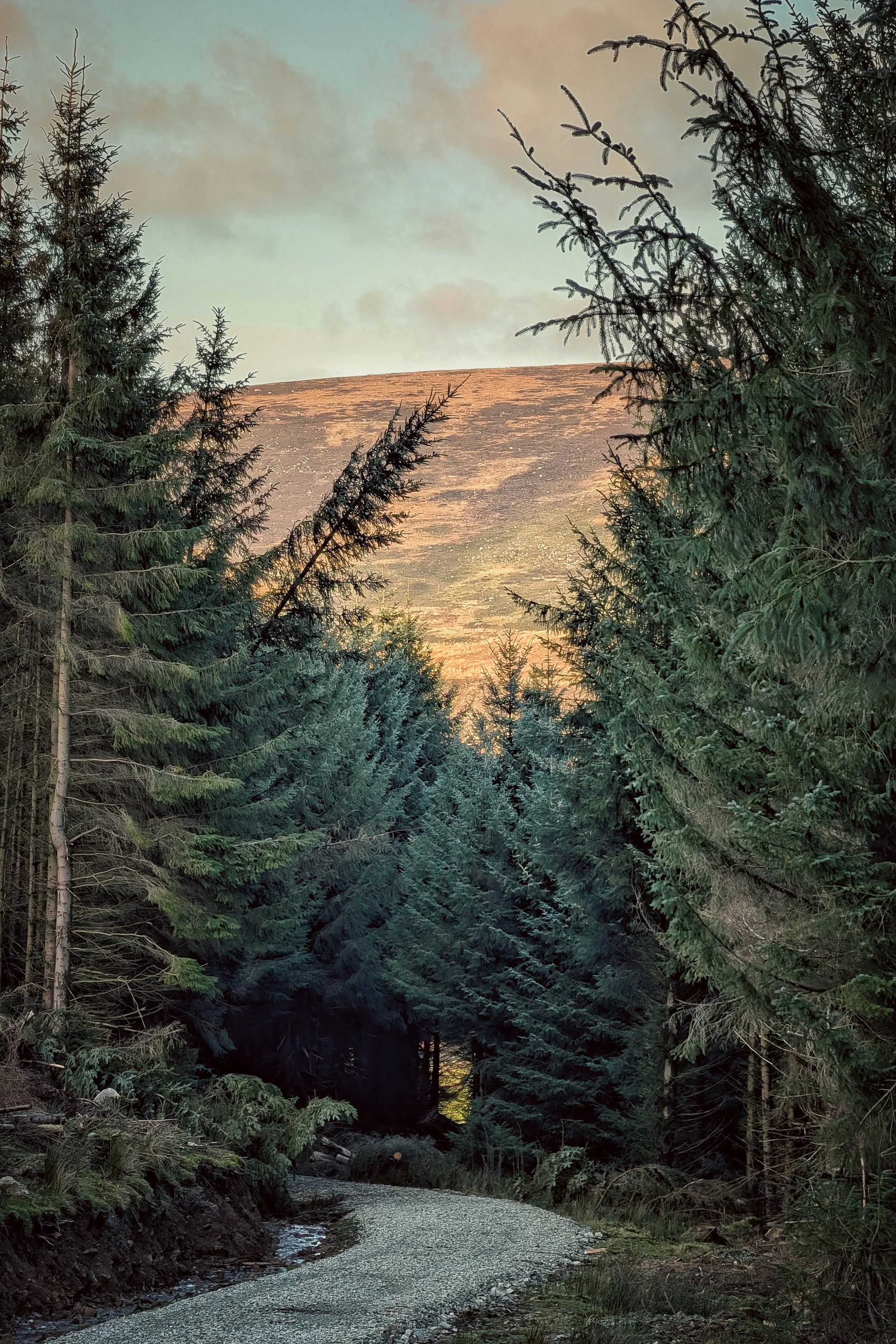 Golden Hills and Forest Shadows