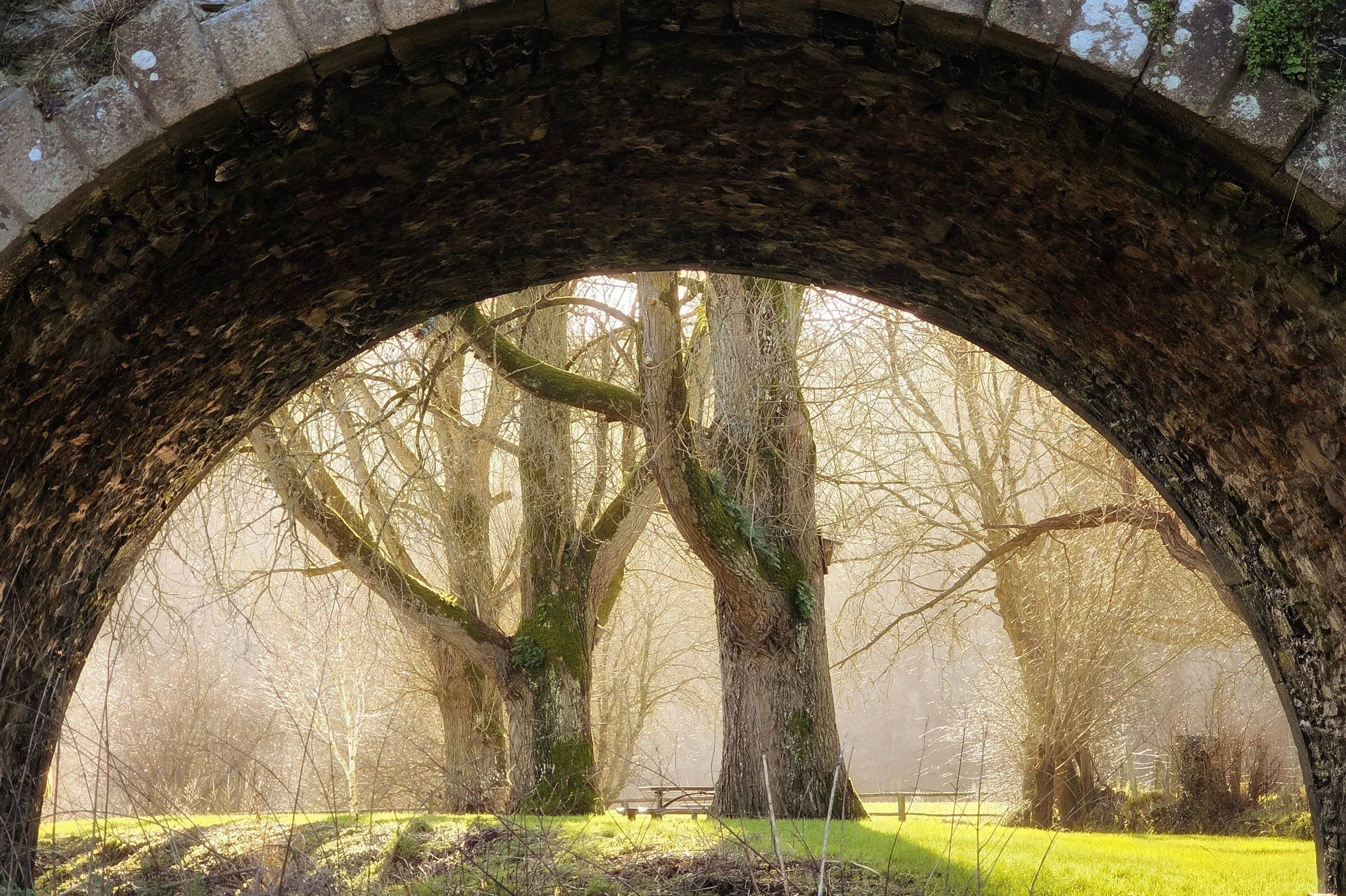 1 Year Ago: The Trees Beyond