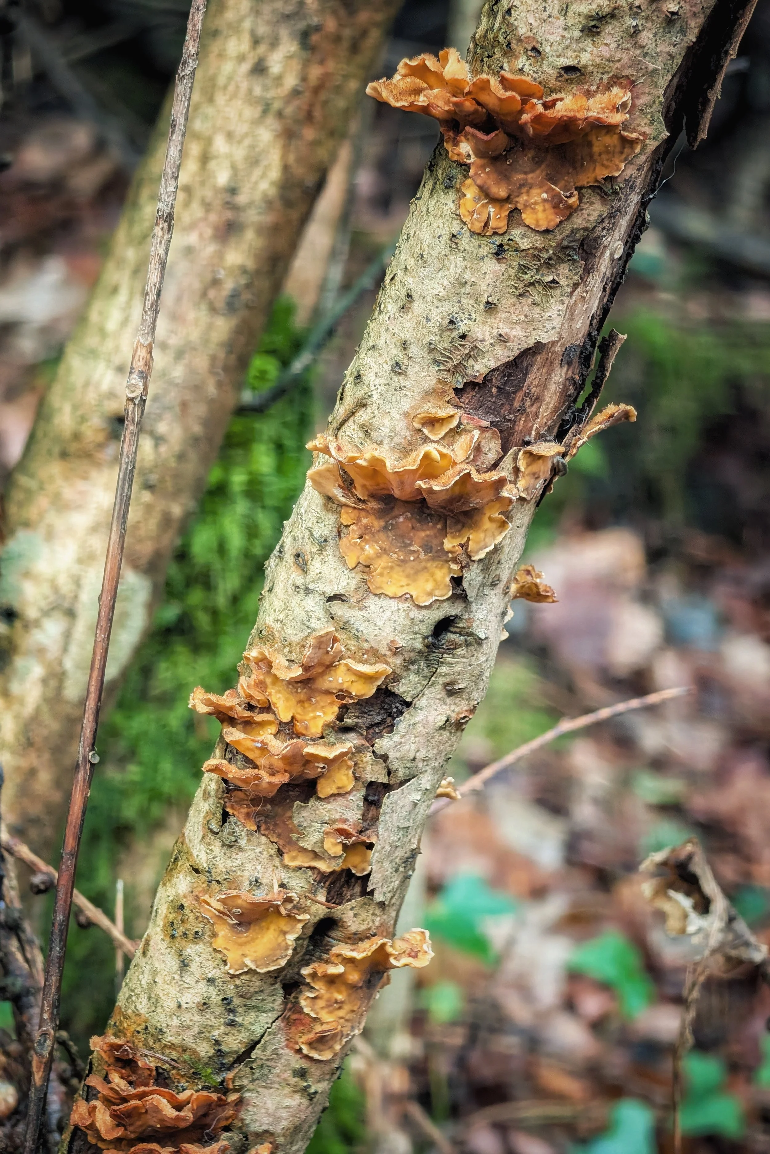 For All You Mycologists