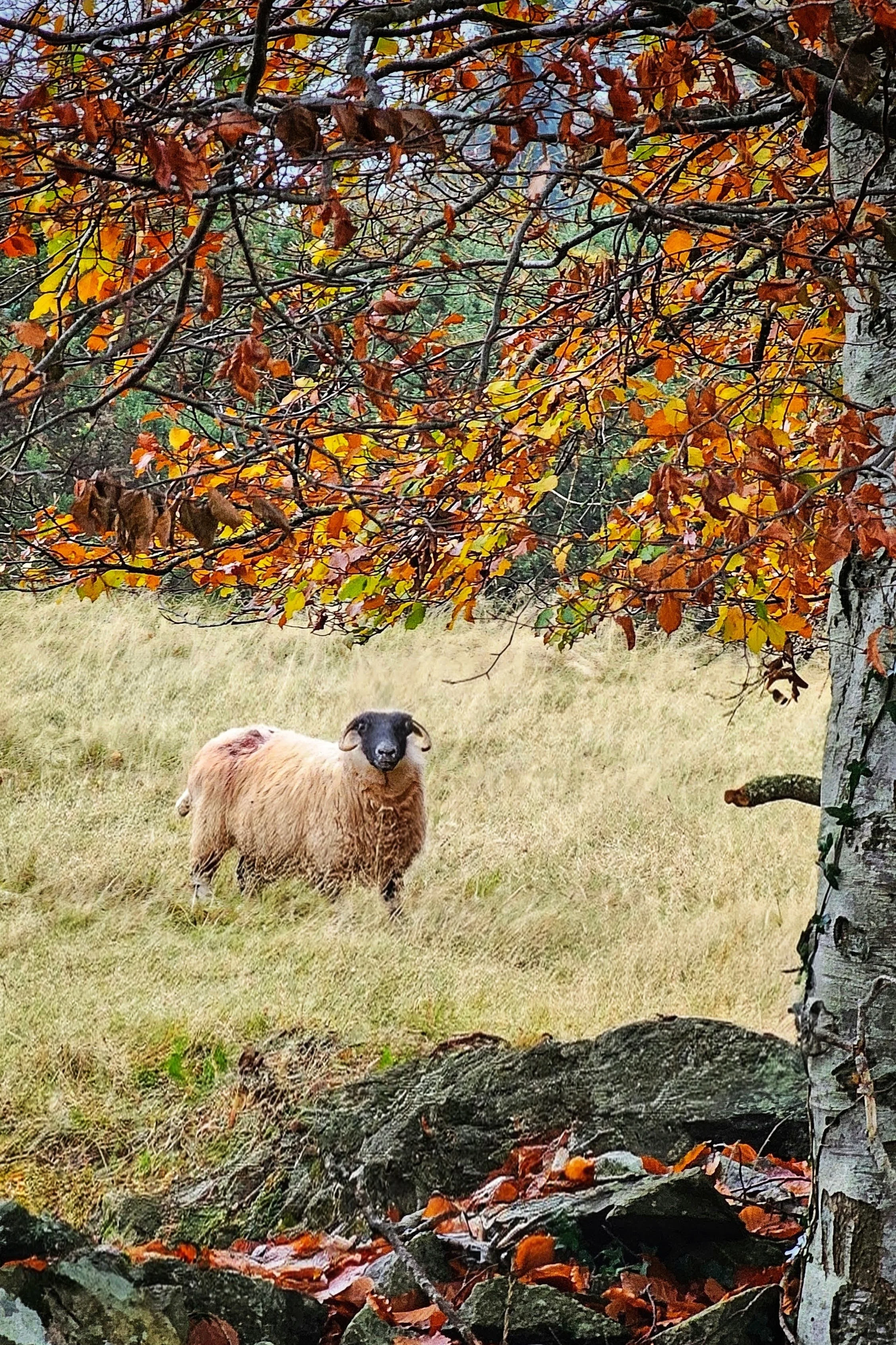 20241108_143504~4 (1).jpg