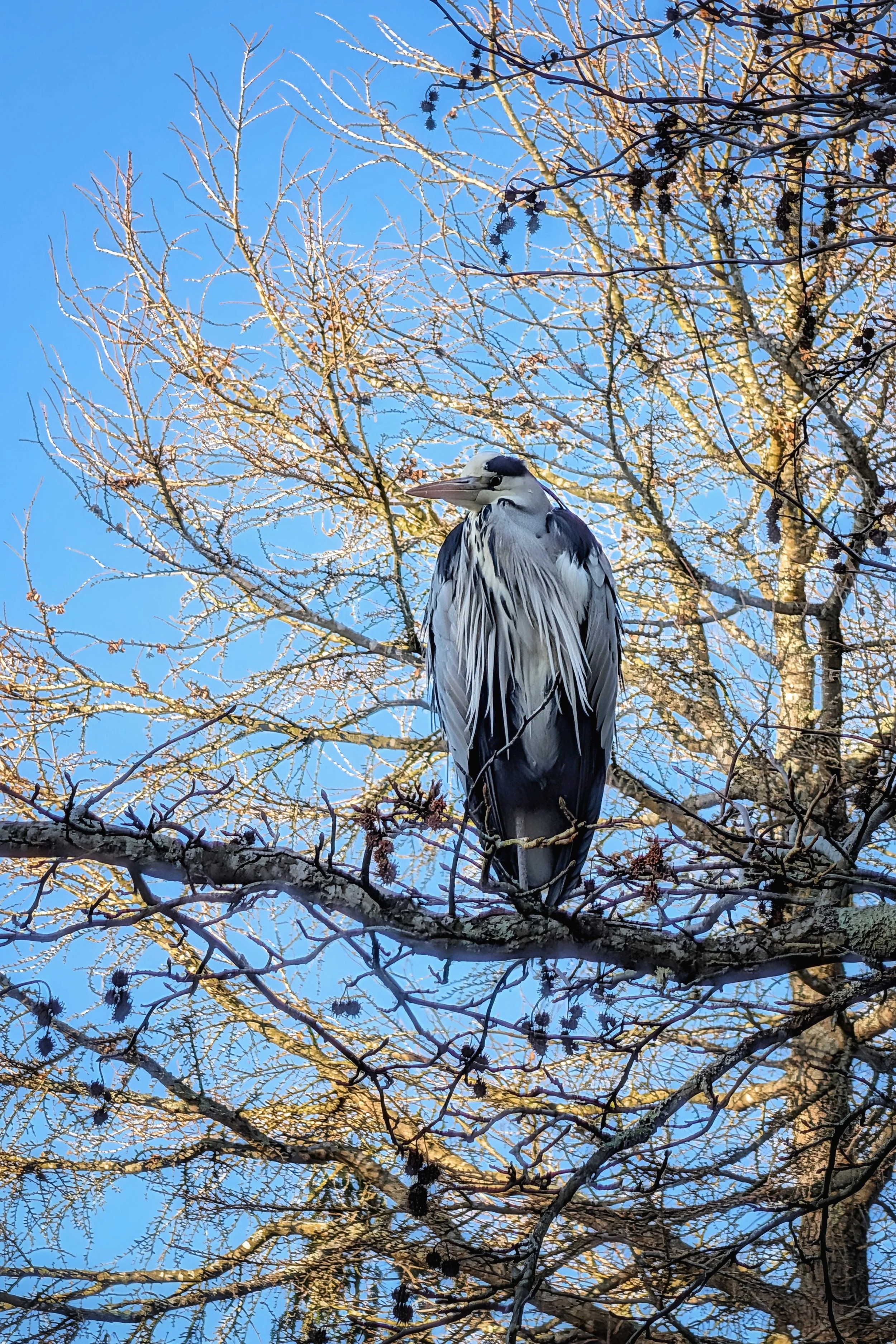 High Rise Living: Heron Style