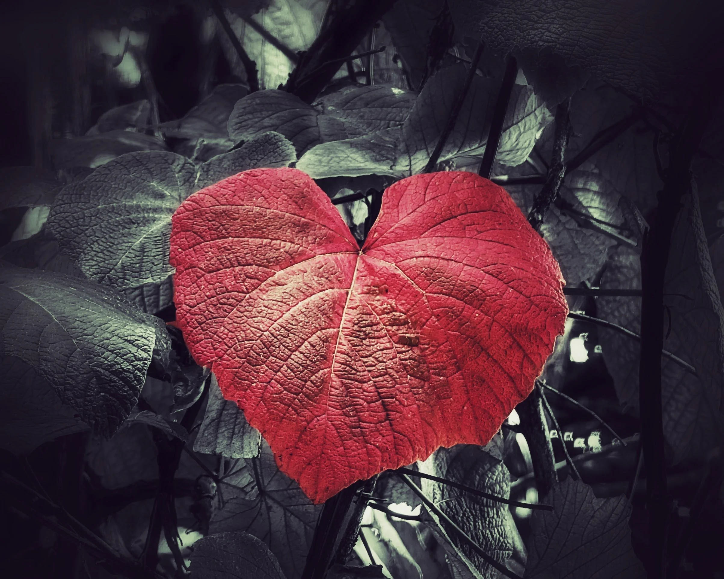 Happy Valentine’s Day