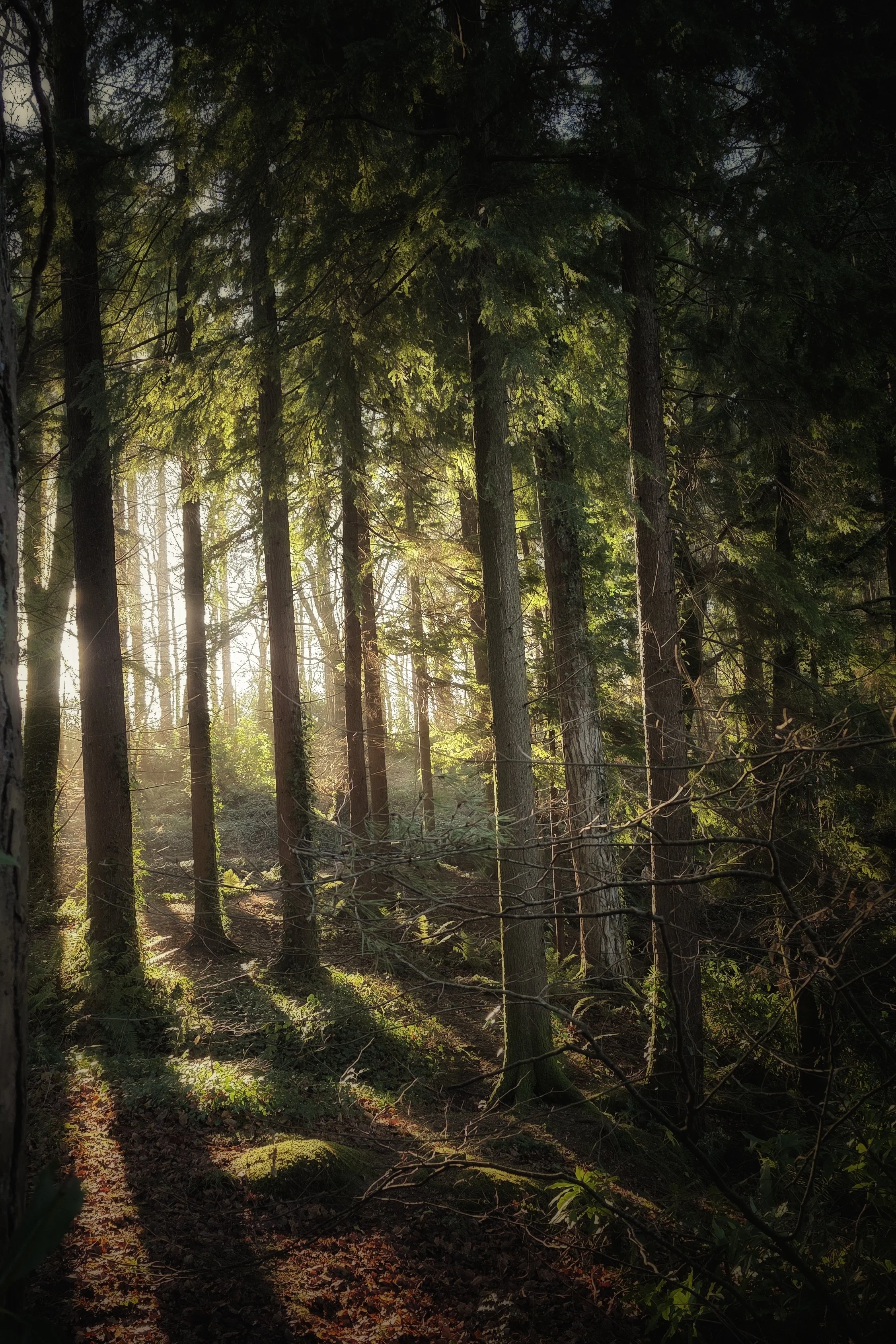 A Year Ago in Borodale